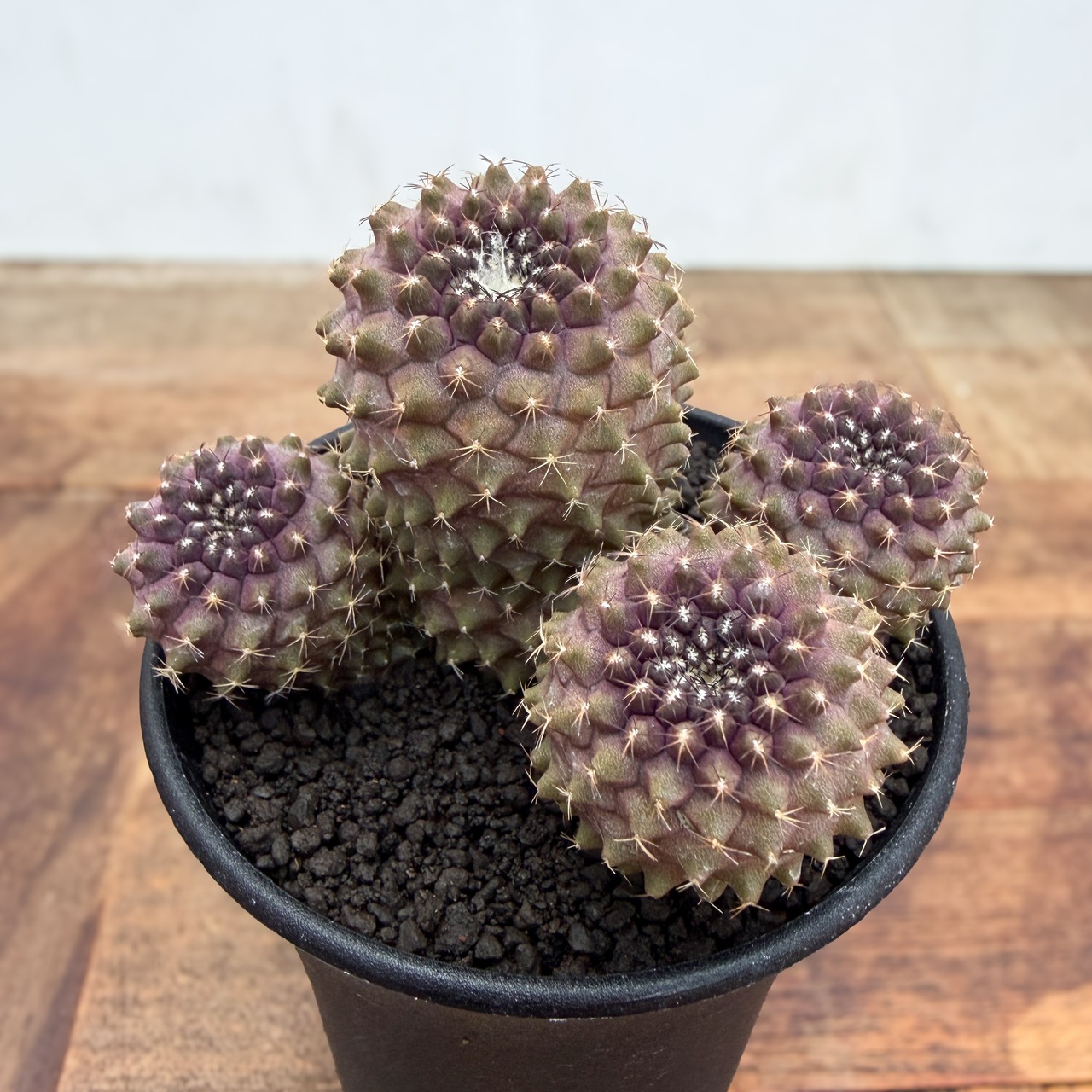 Copiapoa tenuissima【コピアポア・テヌイシマ】