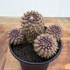 Copiapoa tenuissima【コピアポア・テヌイシマ】