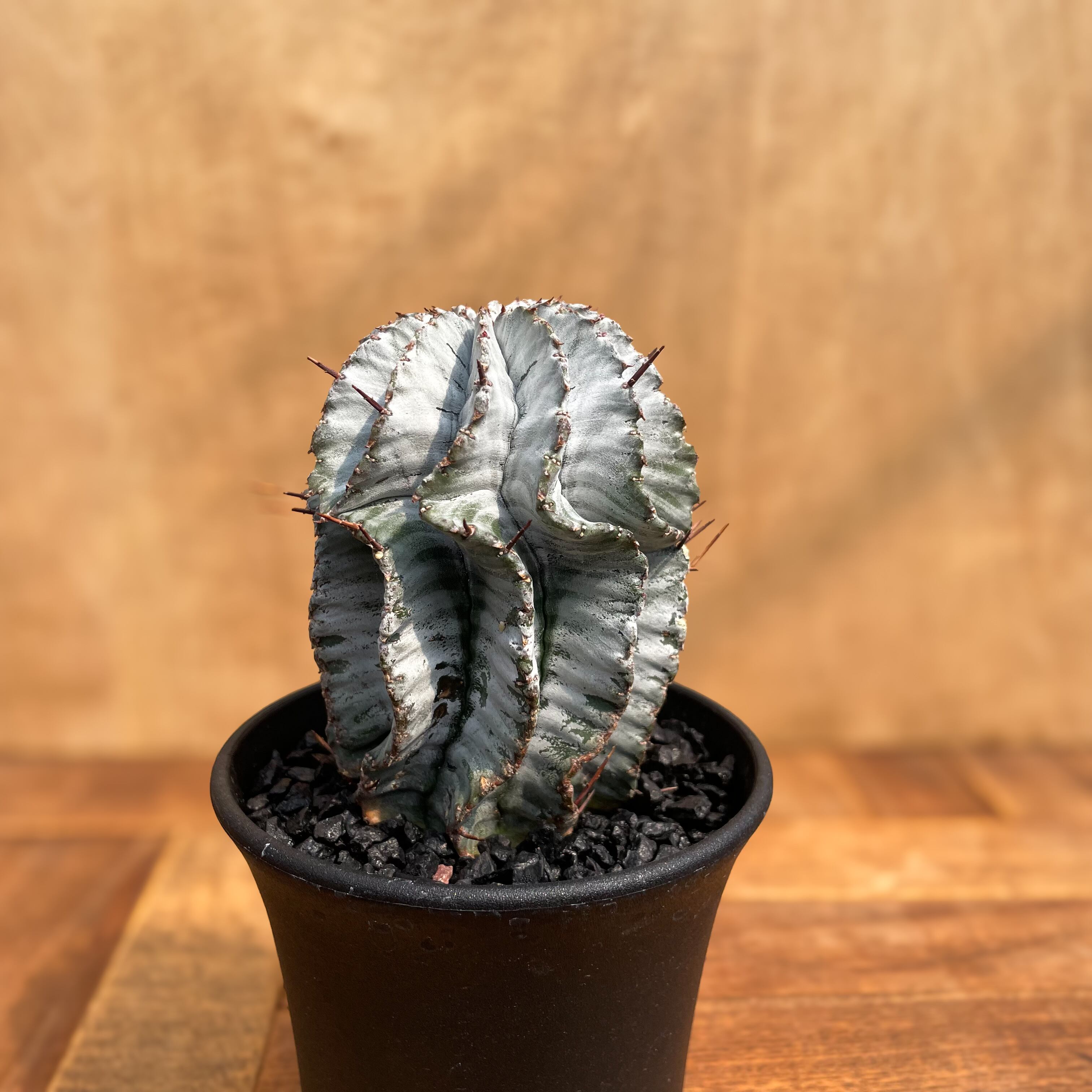 Euphorbia horrida