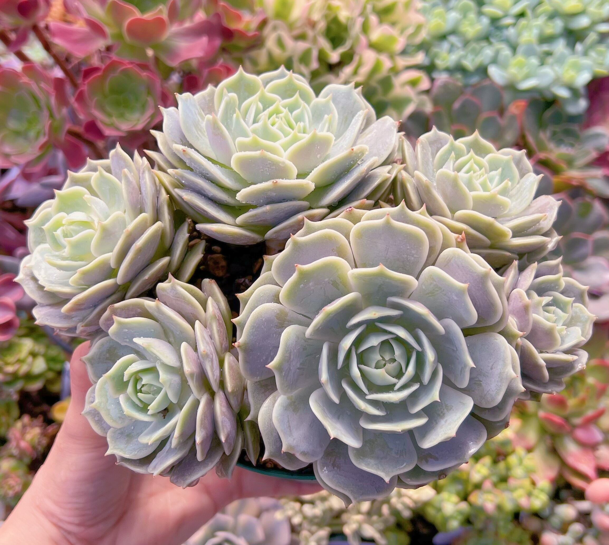 現品　ローラ#646　特特大群生　新入荷