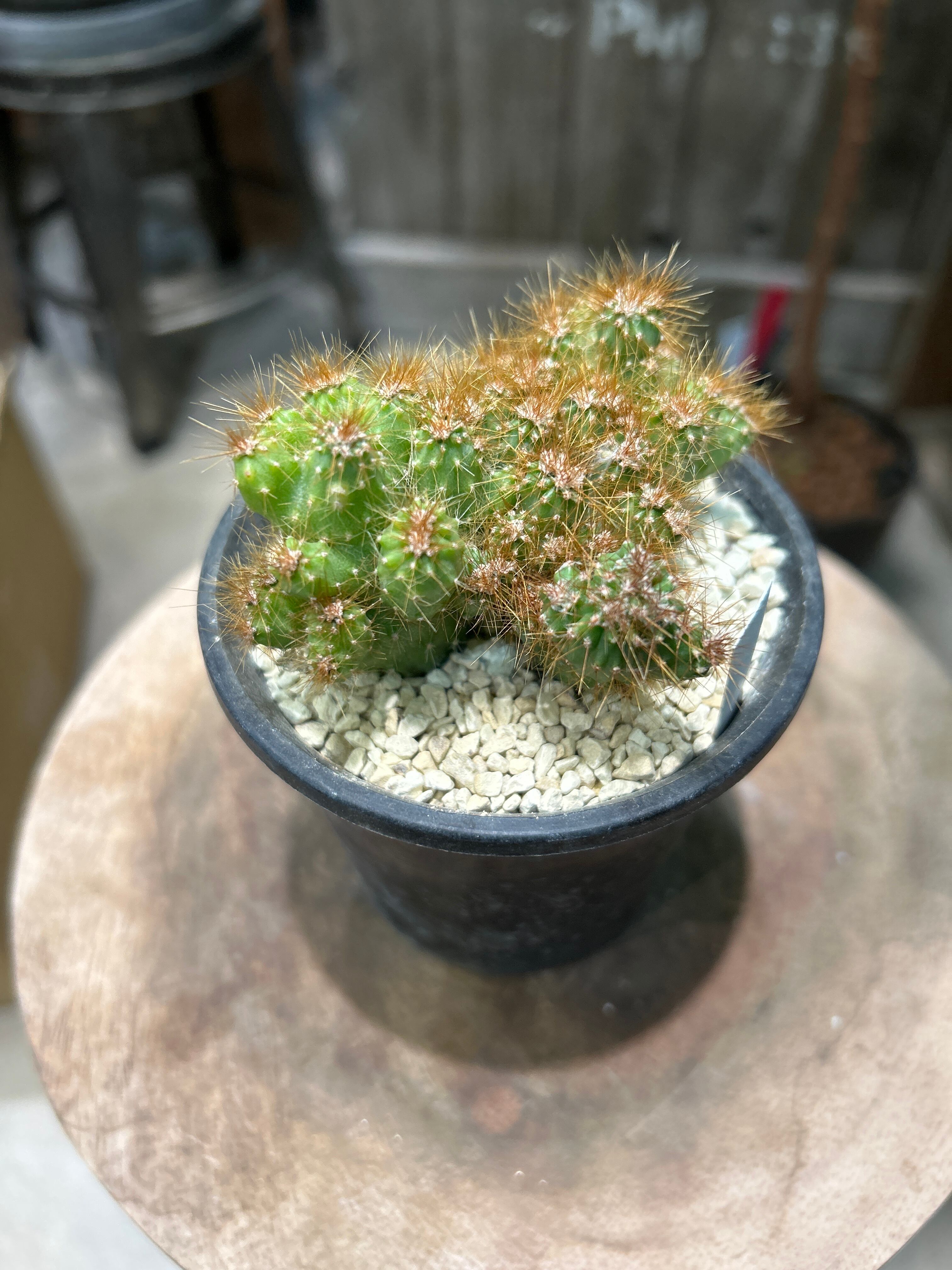 S80 スキンダプサス スーパースター | MIDORIYA 観葉植物専門店
