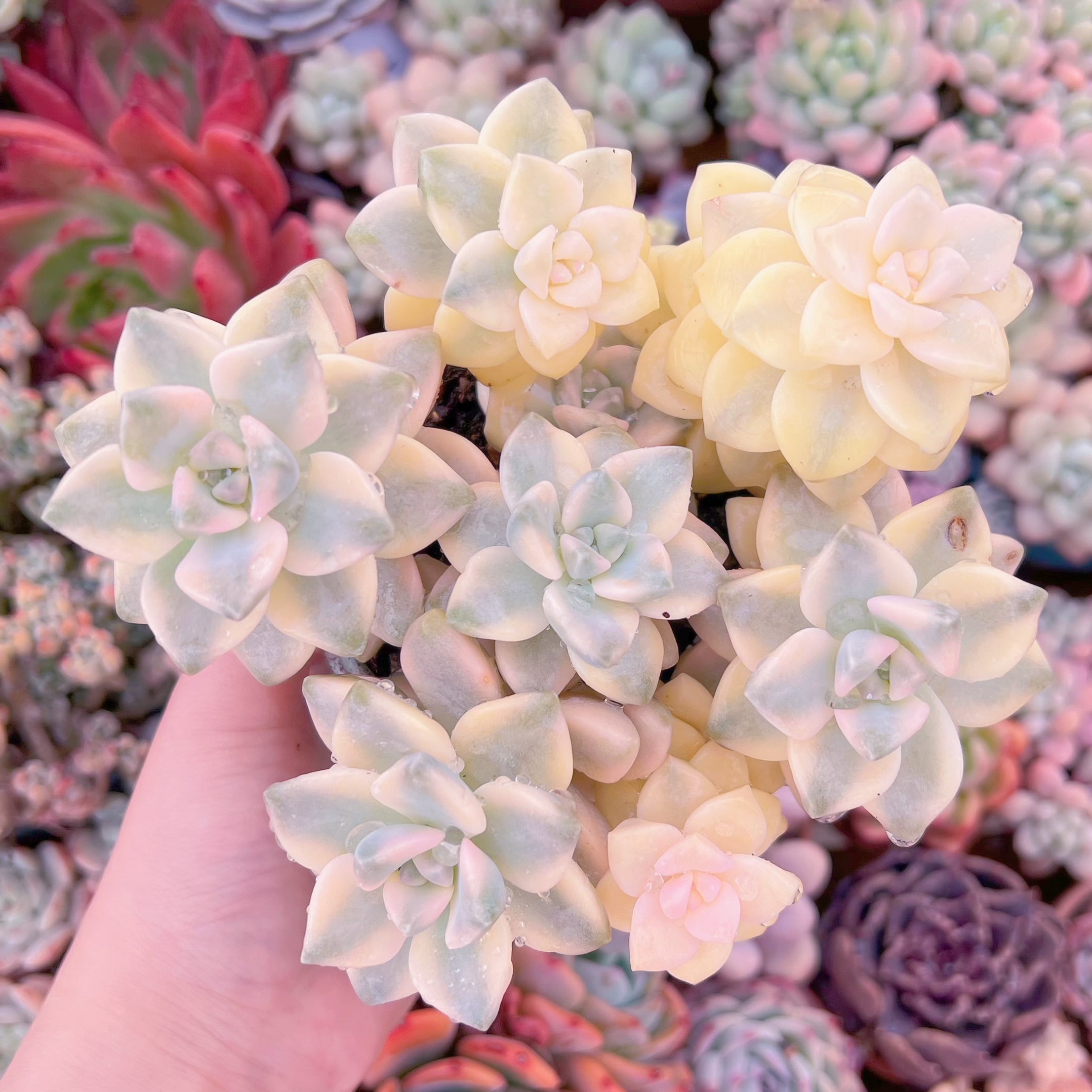 現品　杏子美人錦#652　新入荷　るる農園