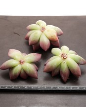 微発根カット苗 白夜 Echeveria 'Baekya'