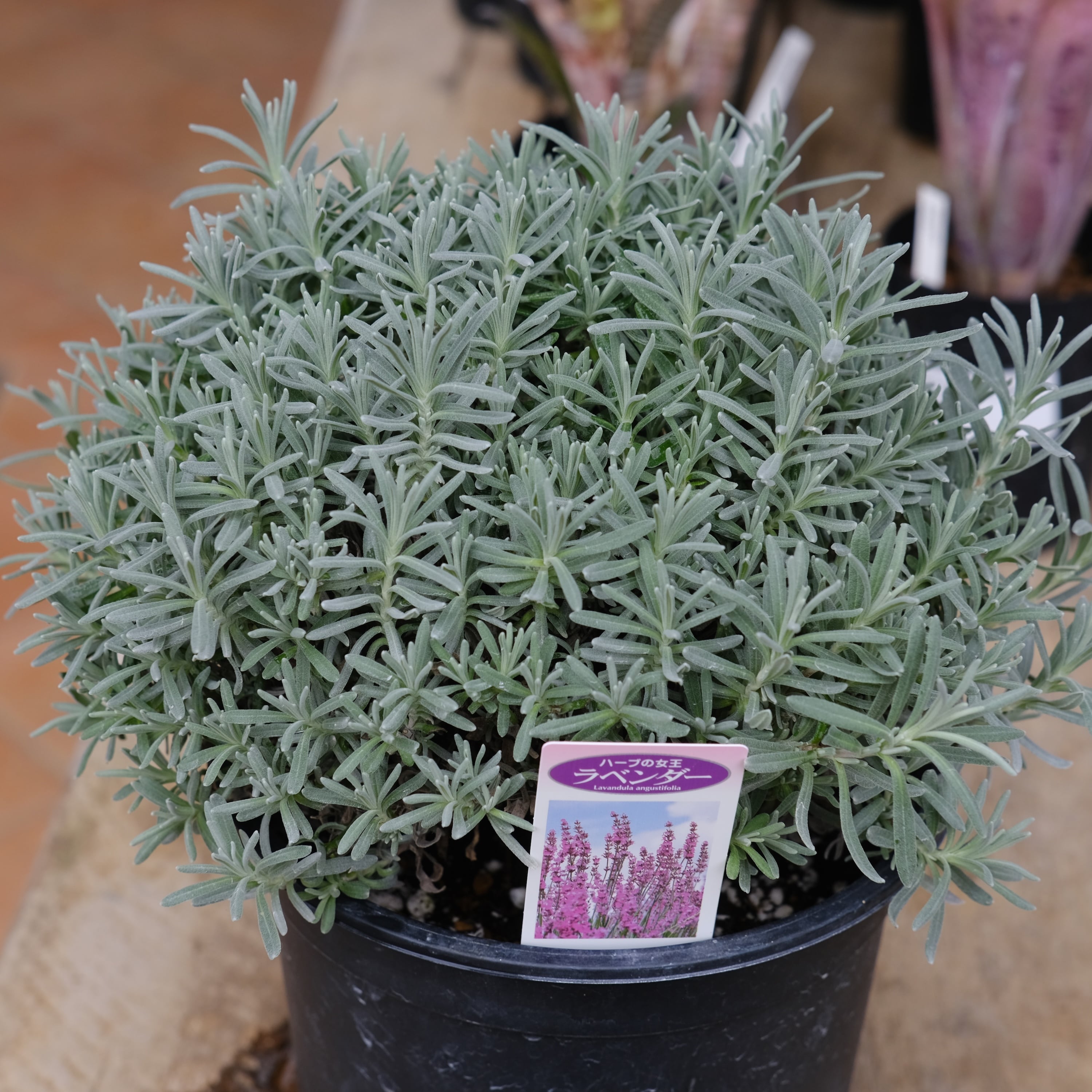 ラベンダー《 グロッソ ピンク 》 6号鉢 | グリーンギャラリーガーデンズ