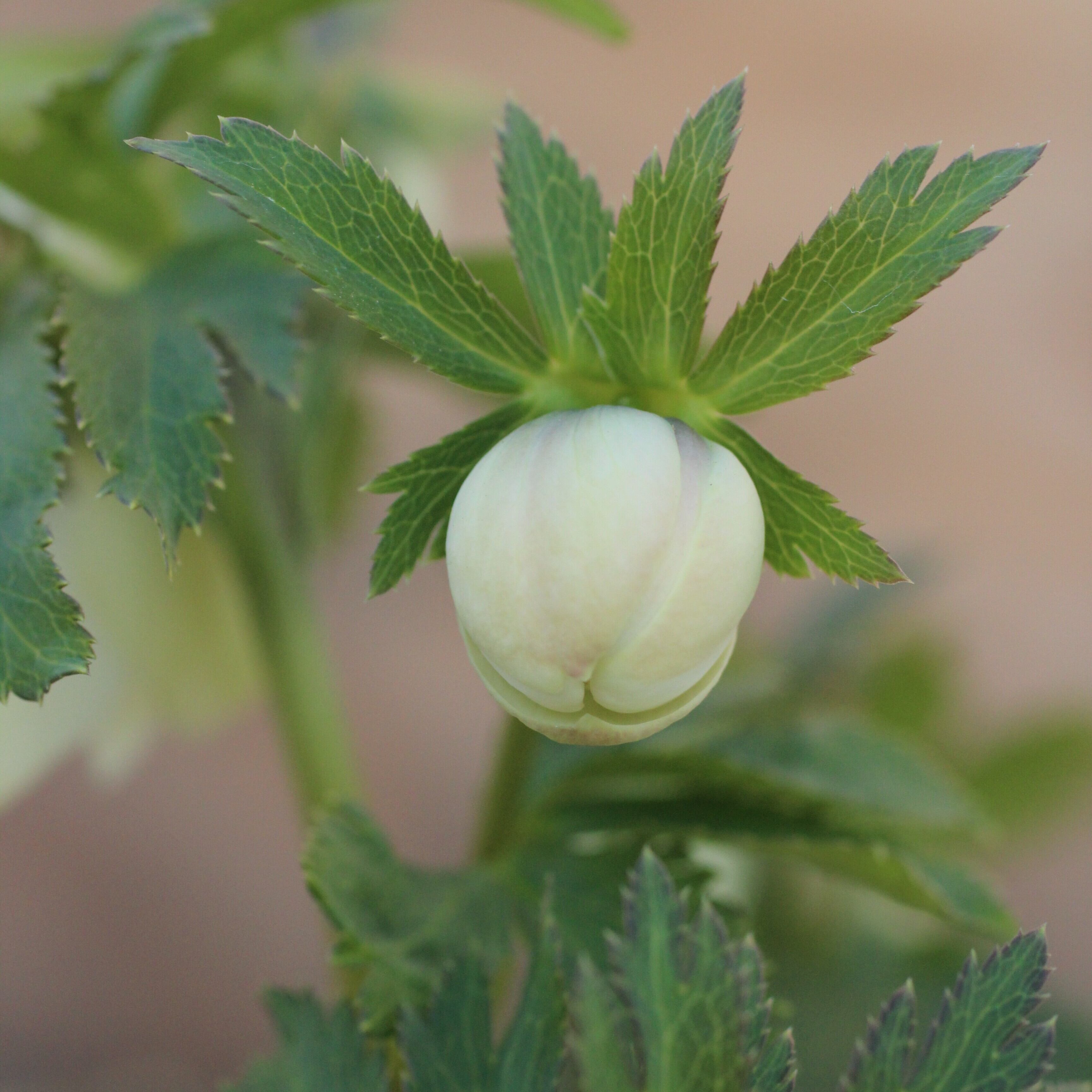 WS26-061 クリスマスローズ ウィンターシンフォニー 静ダブル