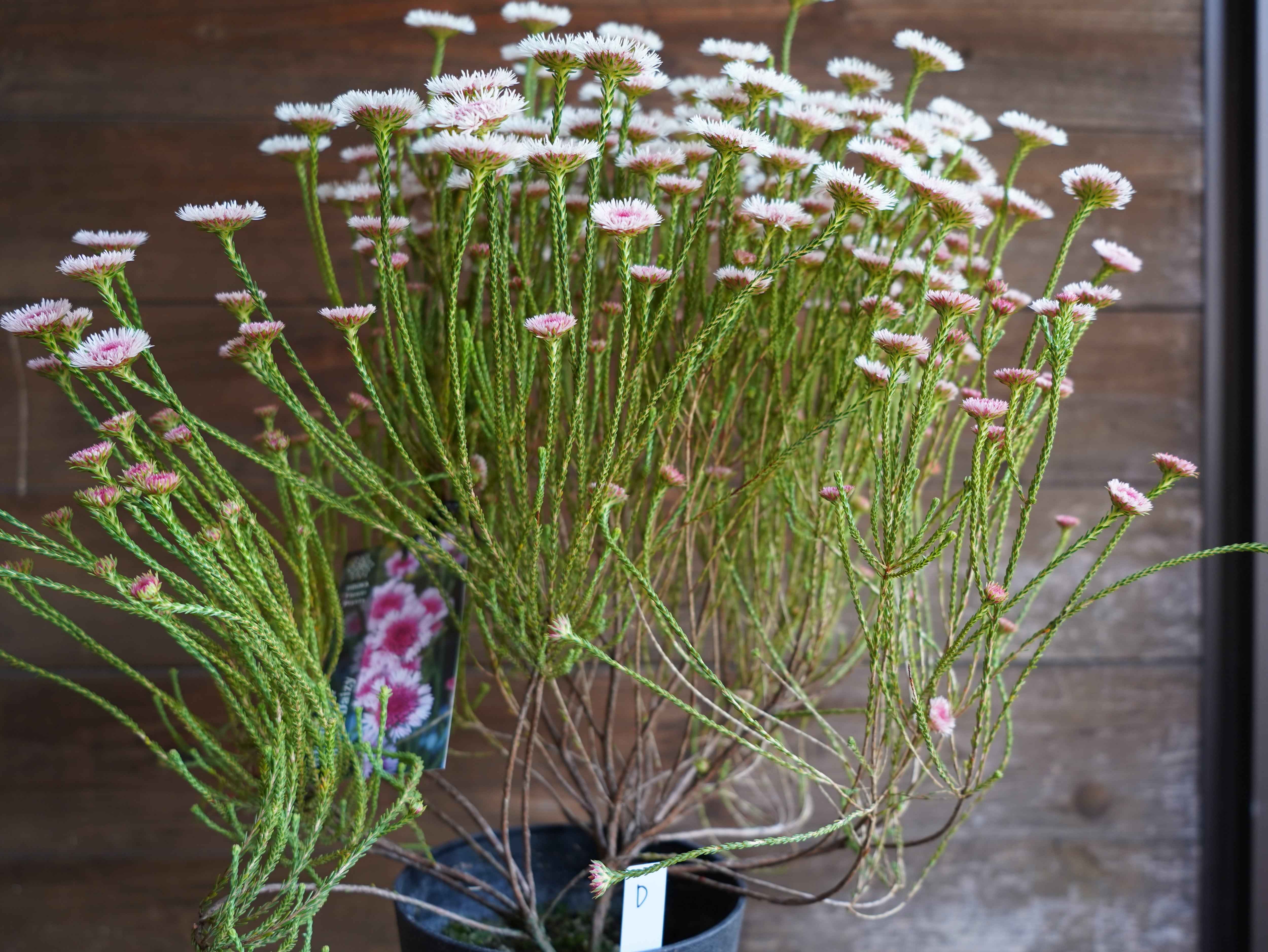 【現物】アクチノジウム　”シャトルデイジー”　D