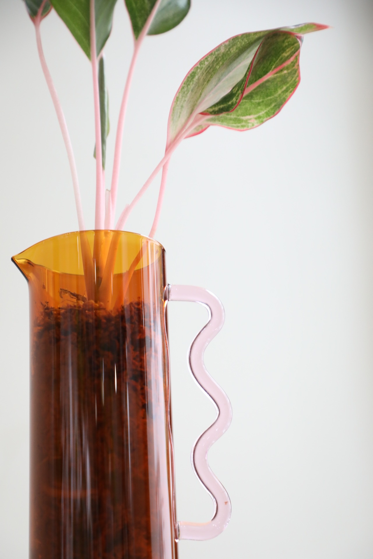 【希少】【M】アグラオネマ モンコンファイ　※【土不使用】