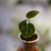 Anthurium Carlablackiae / アンスリウム カーラブラッキー⑮│観葉植物