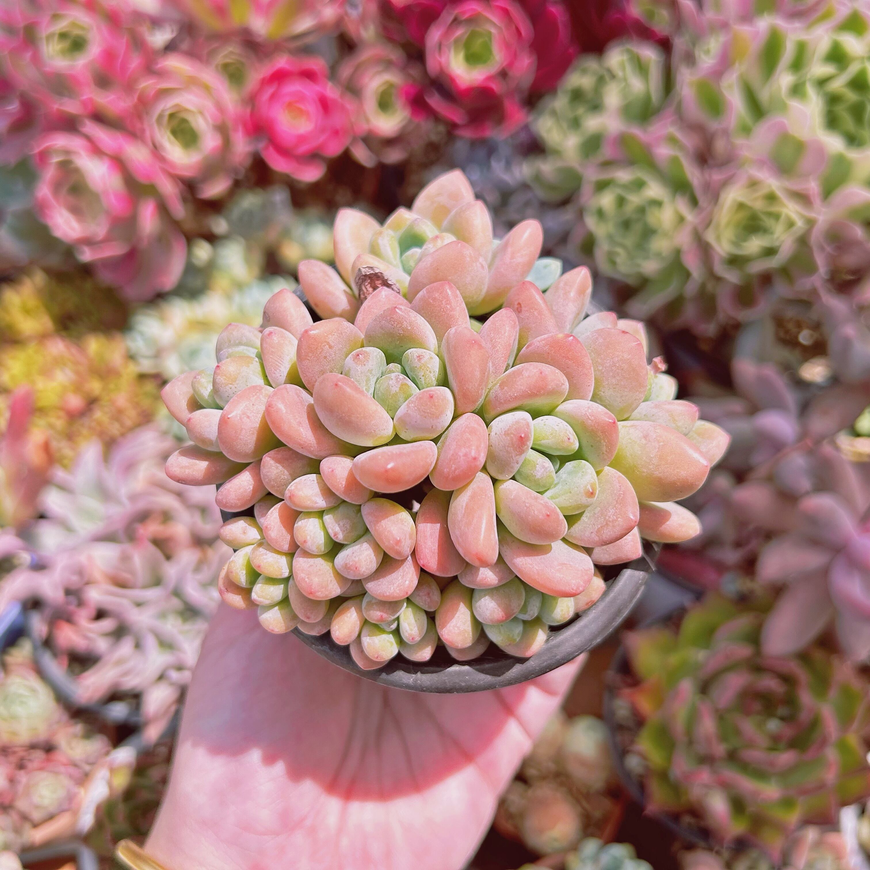 #1179現物　多肉植物　マカロン　特大群生