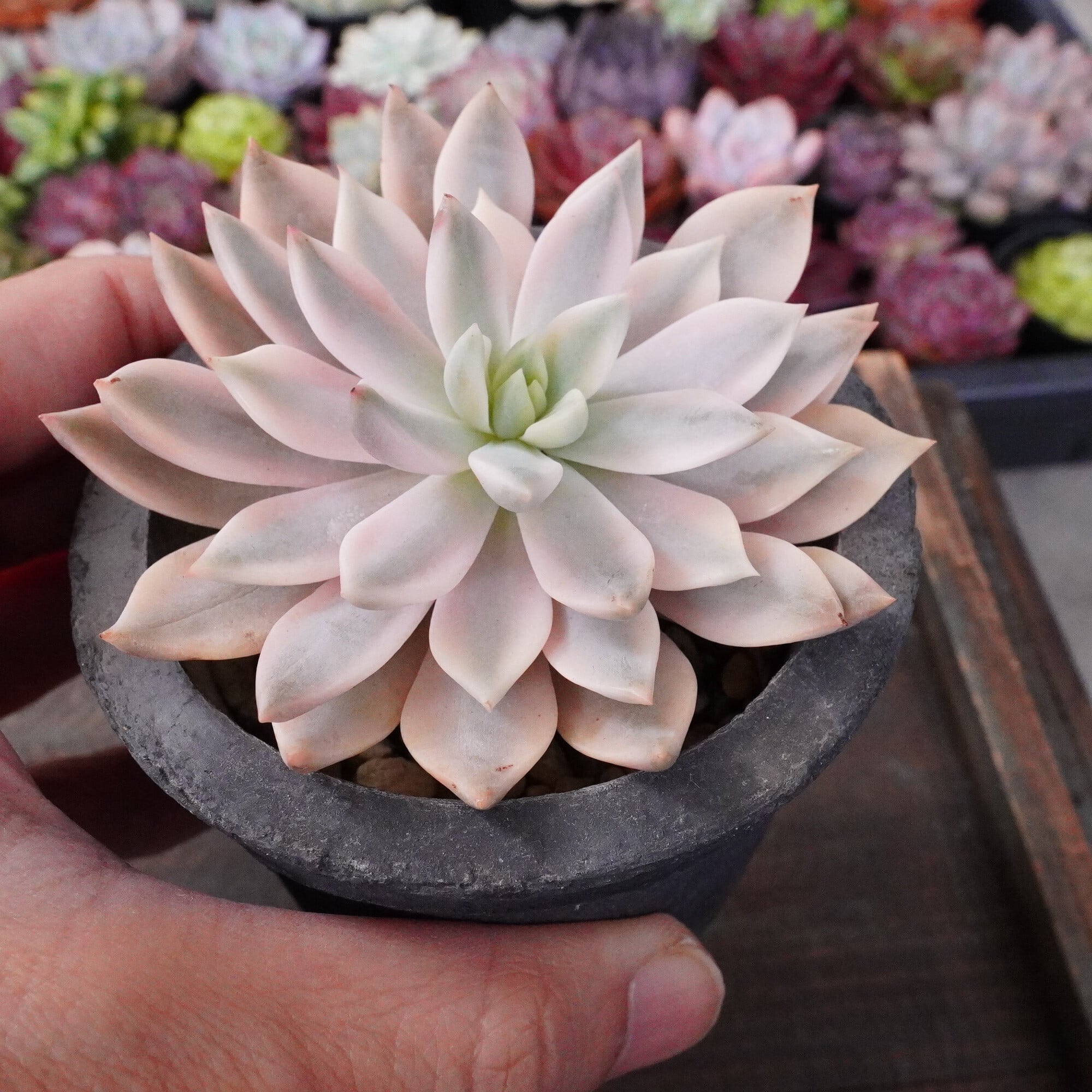 多肉植物 韓国苗　ブルーハイヒール E-TANIKU