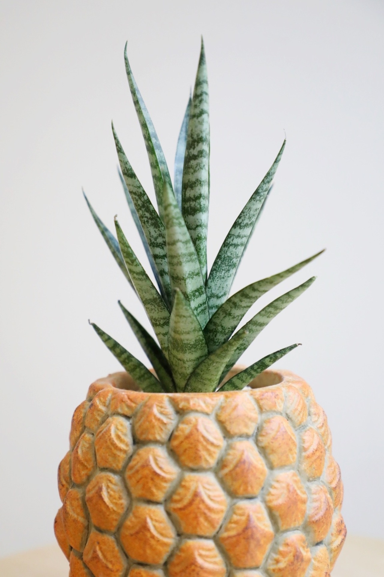 【M】サンスベリア インド/Sanseveria