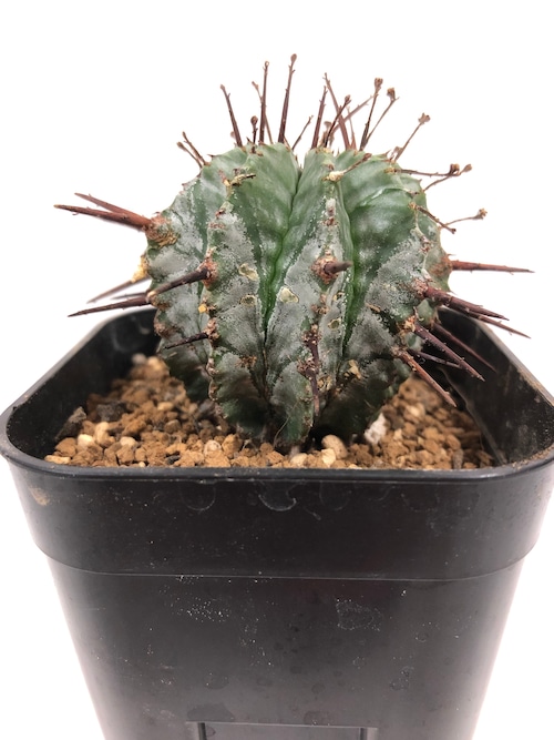 Euphorbia Horrida ユーフォルビア・ホリダ  多肉植物