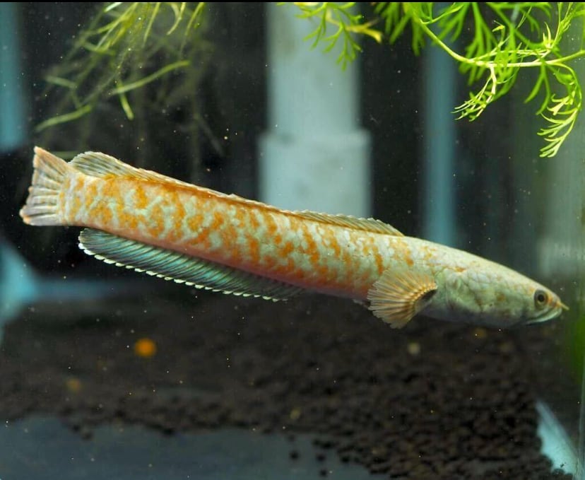 WILD　チャンナ　コッキネア13cm± ◇激レア◇WILD チャンナコッキネア（channa coccinea) 1匹 | アクア