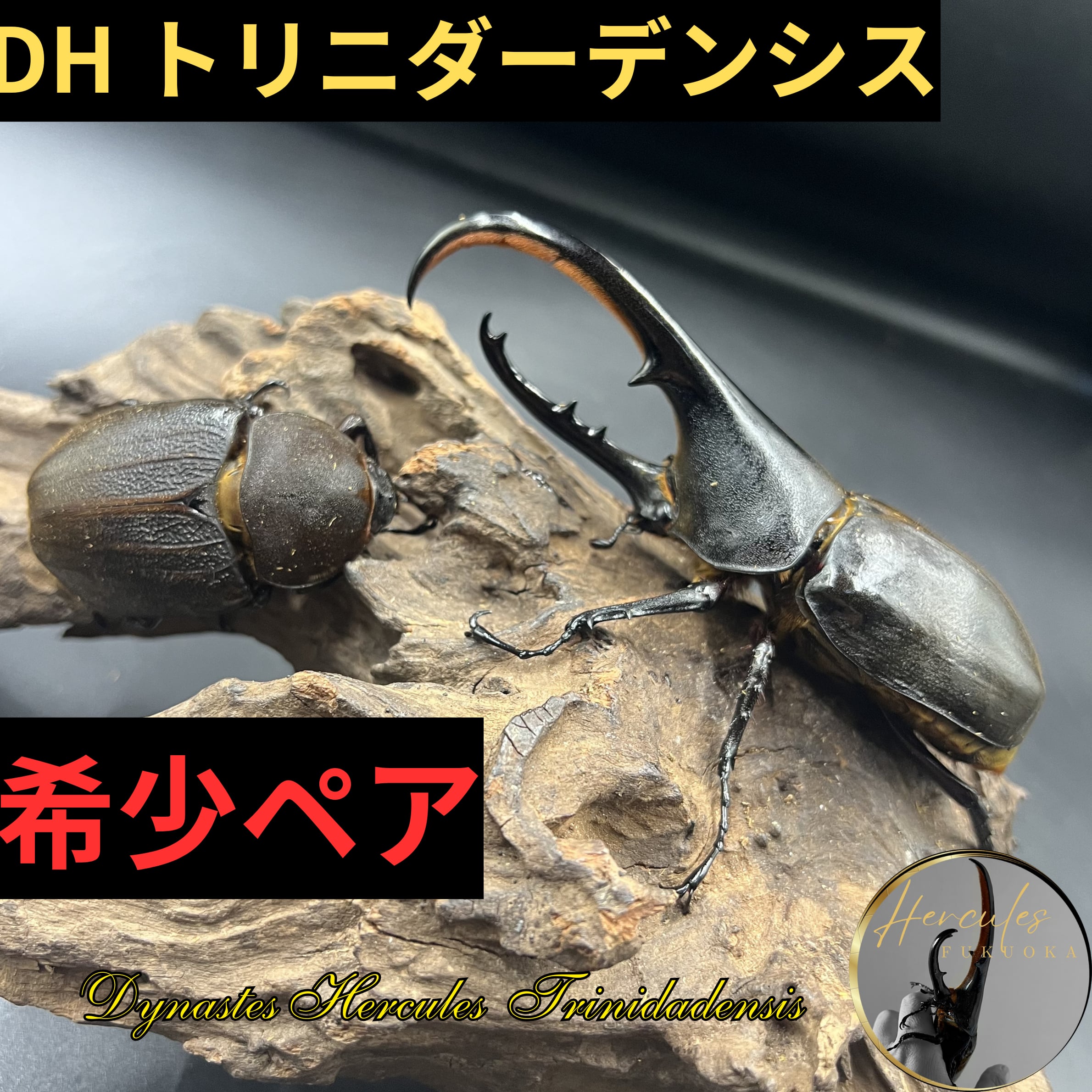 DHヘラクレス HirokAD.Hヘラクレス（0F136G）152mm♂単品 ☆DH