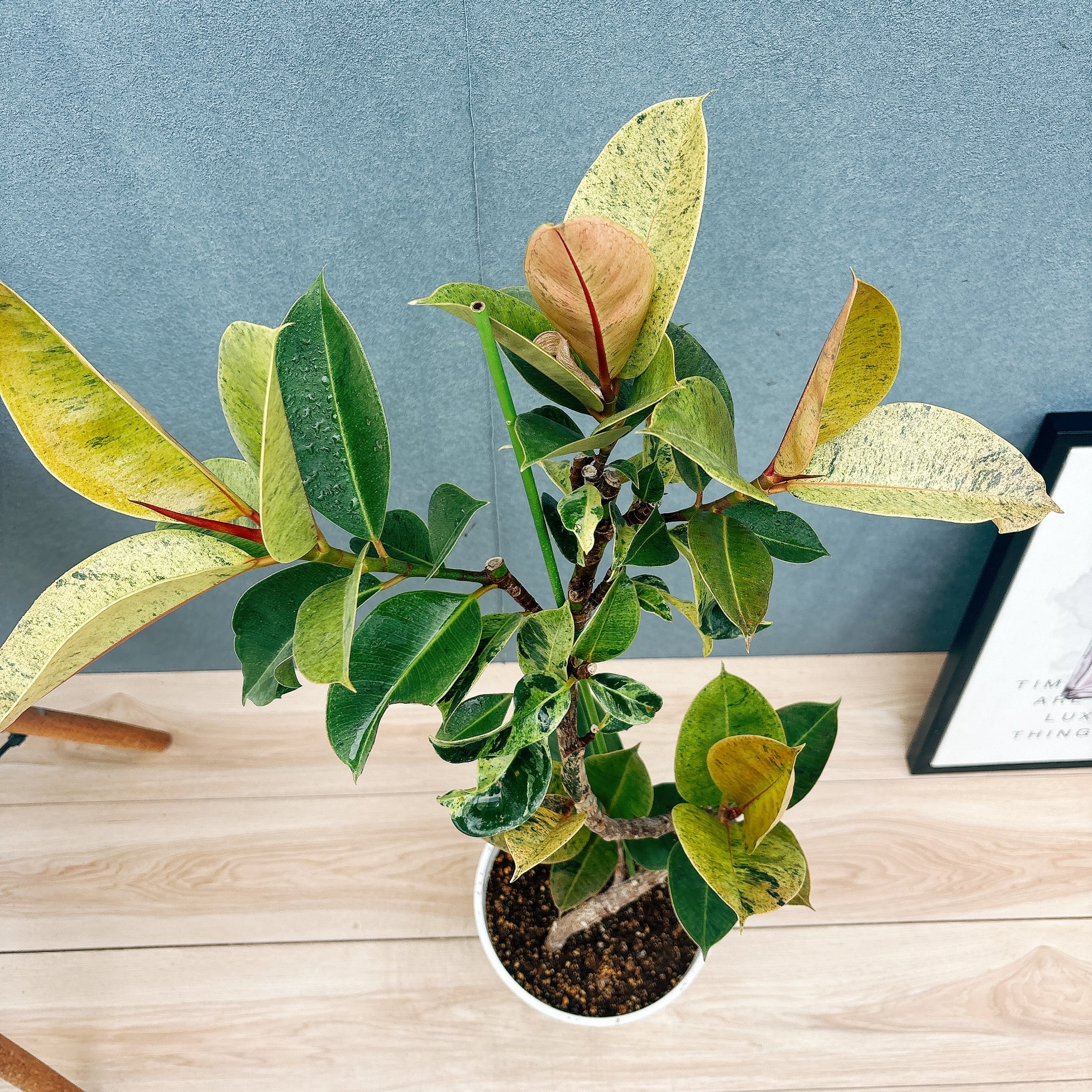 現品］【希少】1番 フィカス ジン 曲がり 7号 観葉植物 ゴムの木 室内