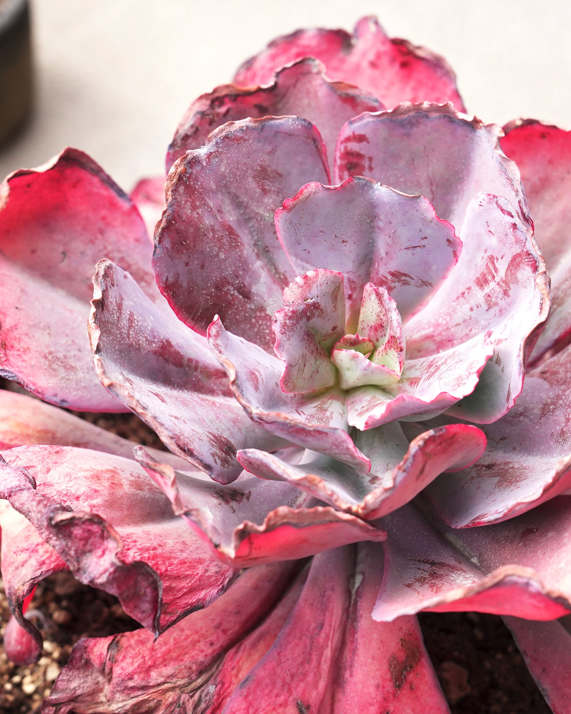 レア種・新品種 | PUKUBOOK SUCCULENTS