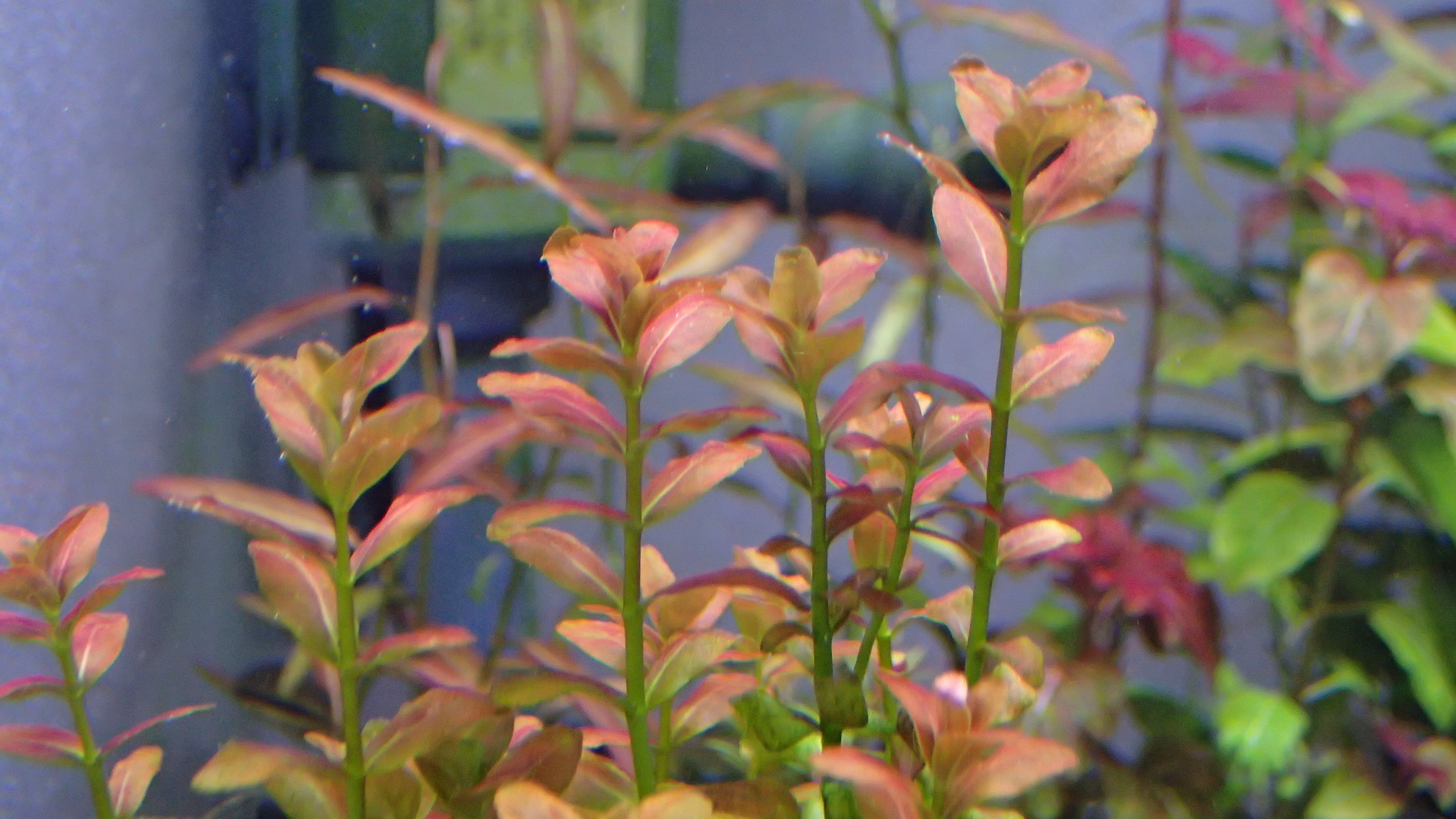 Bucephalandra sp Sintang 1株 | 熱帯植物 水草