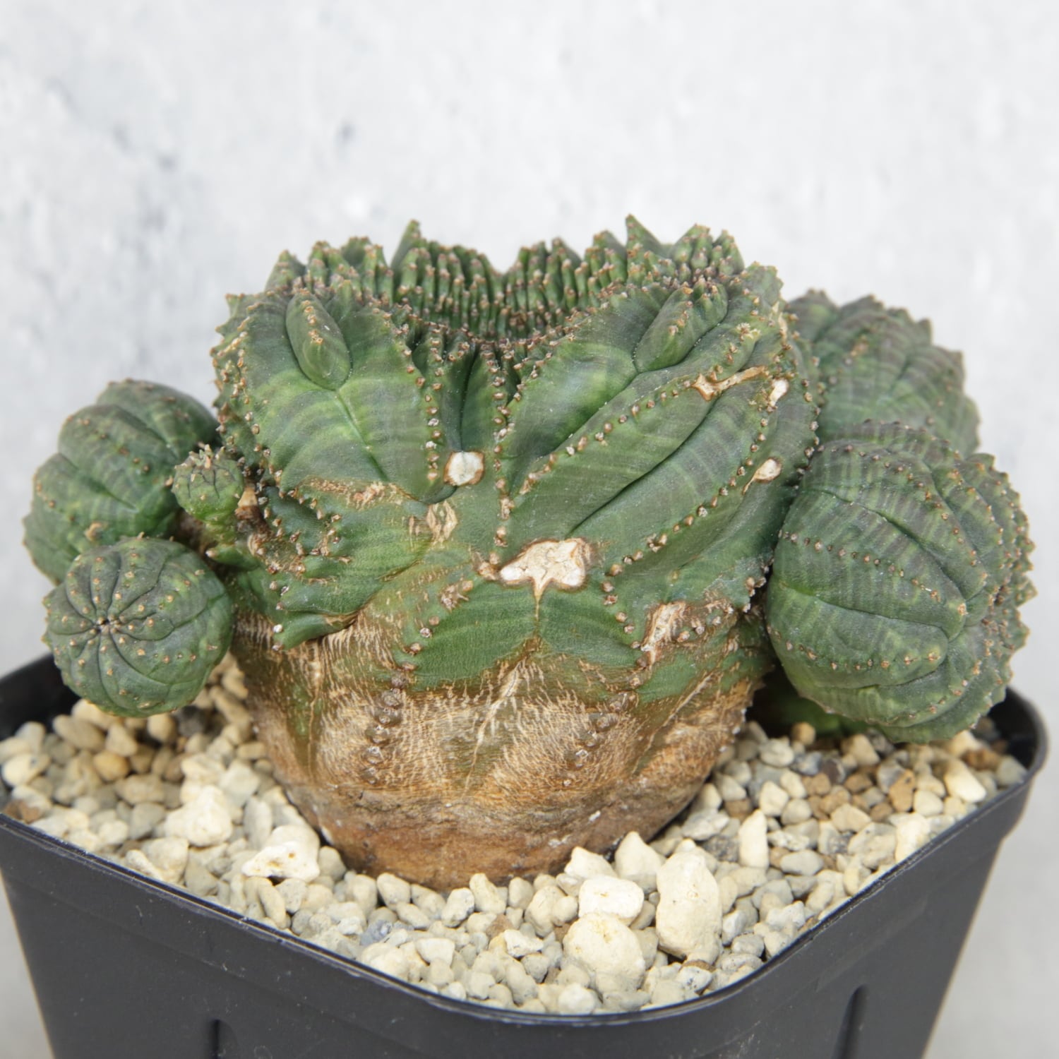 超厳選株】大株 最大幅約9.6cm 仔吹き 円扇綴化 オベサ