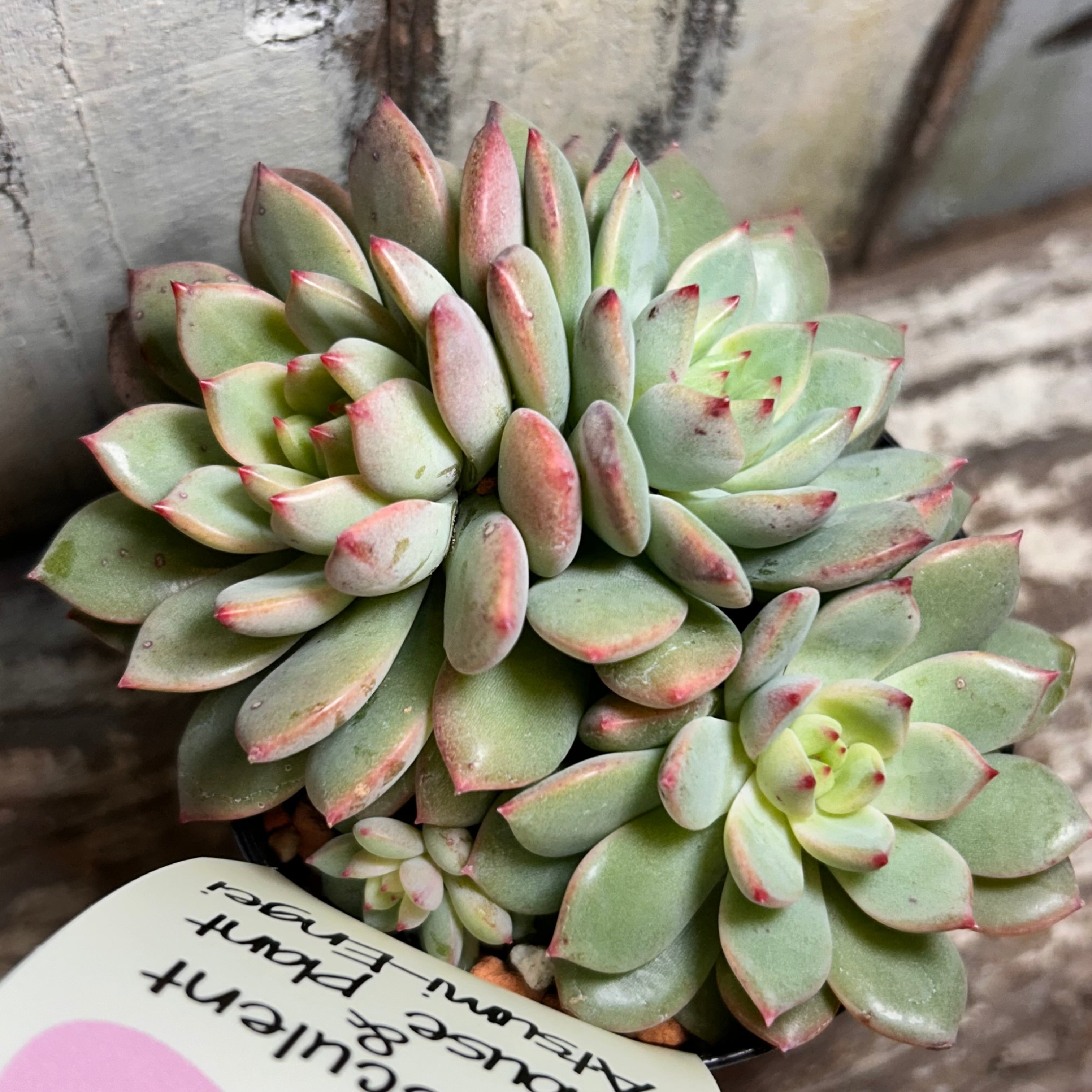 アエオニウム 小人の祭り錦 韓国苗 | RuPo 多肉植物専門店