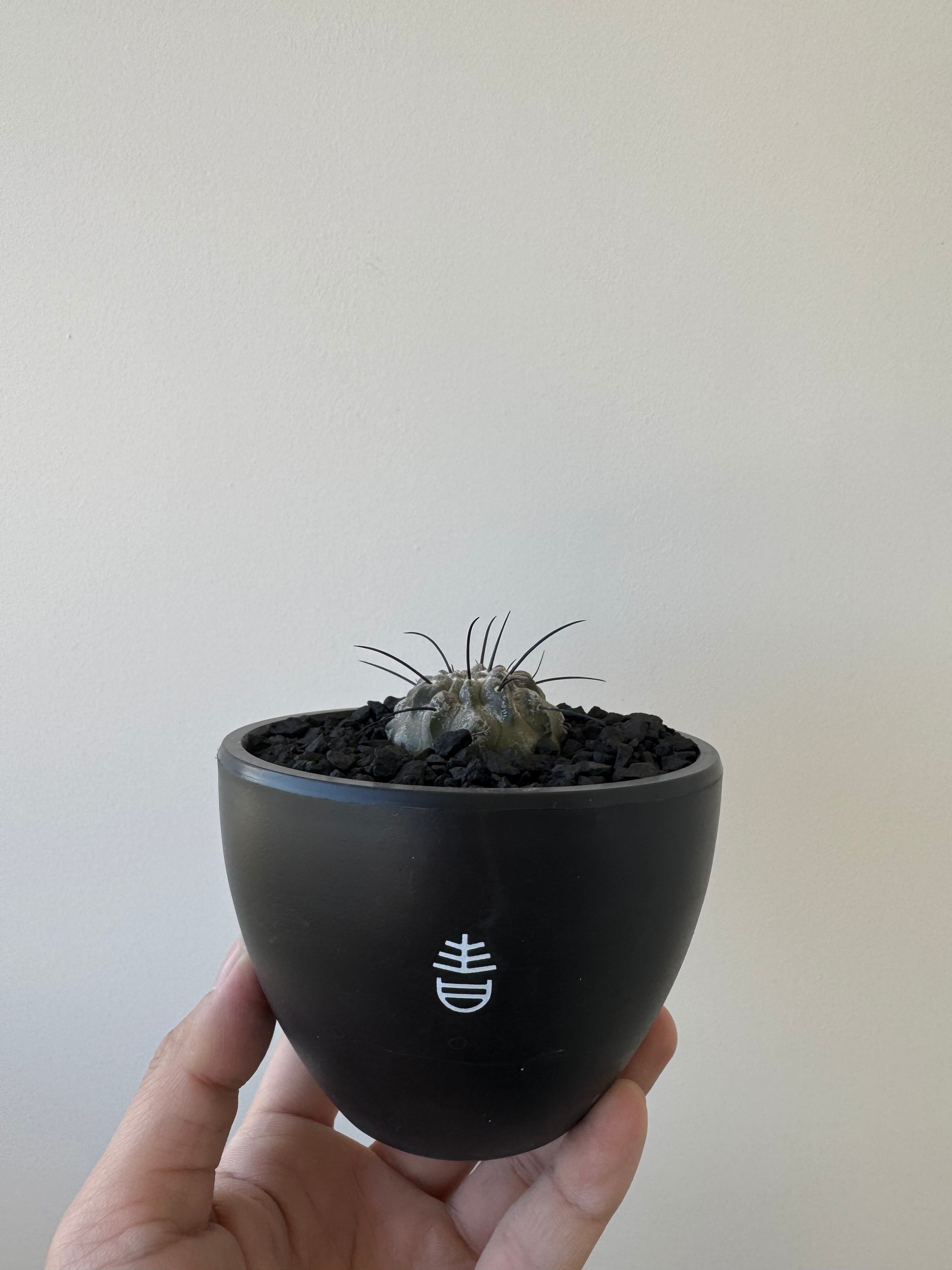 新着】Copiapoa dealbata 2 × CACTUS鉢【俺の黒士冠】コピアポア デ