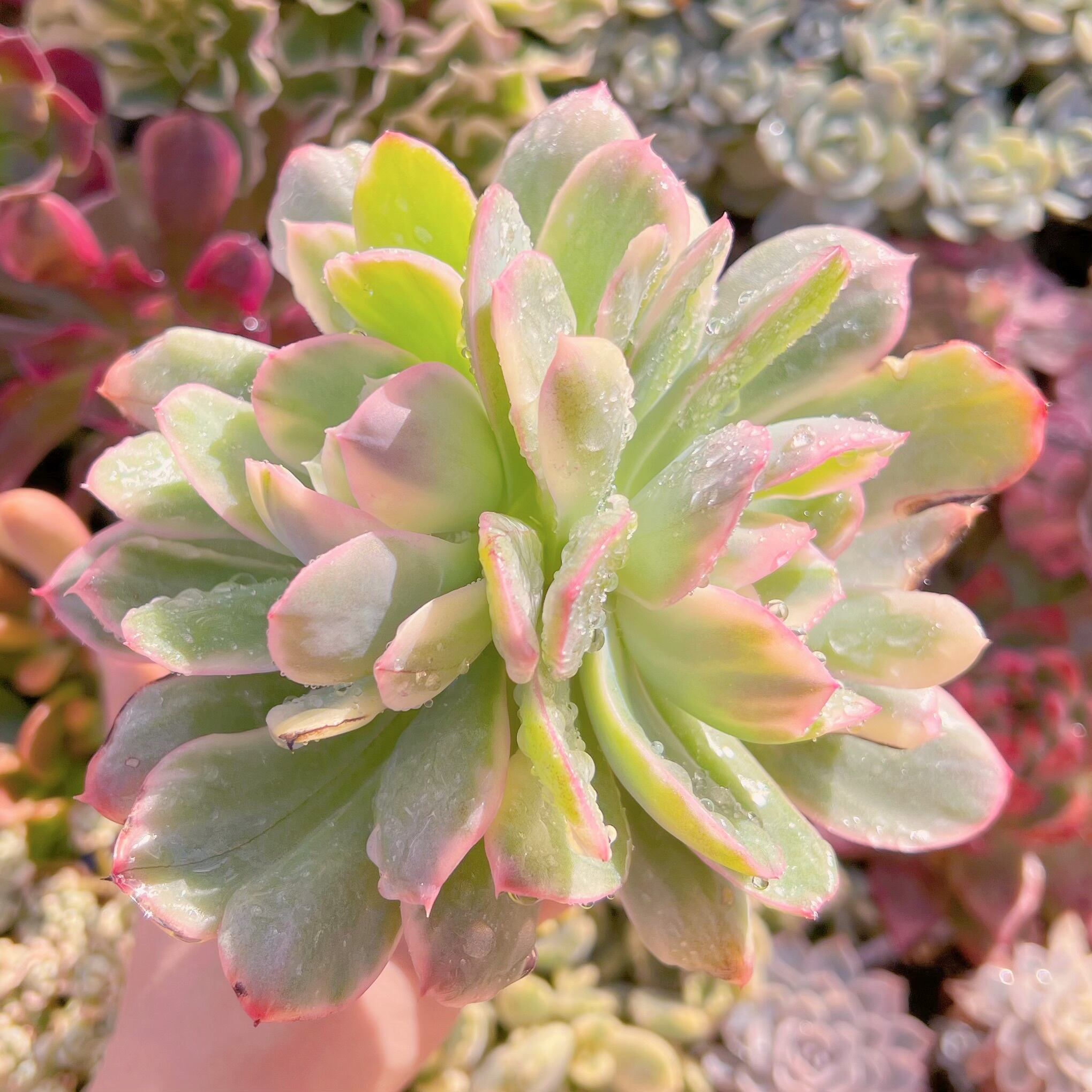 現品　ルエラ錦#1132　群生　るる農園