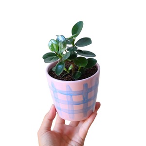 パンダガジュマル