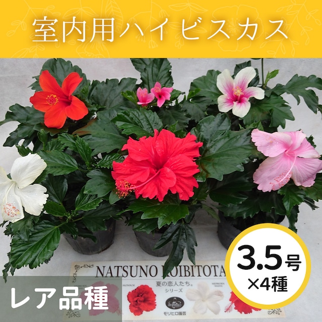 ガ-デンハイビスカス3.5号4色MIX【レア品種・屋内向け】