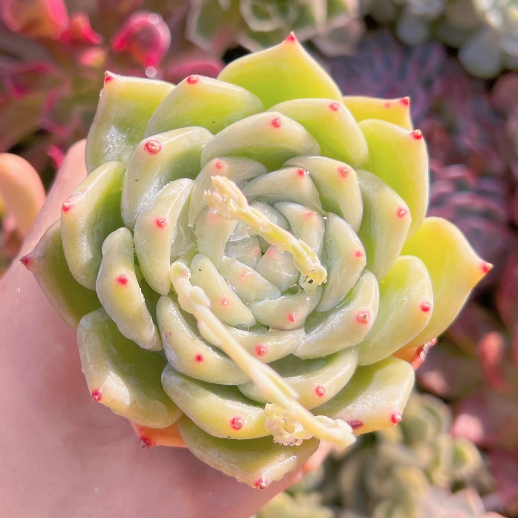 現品 多肉植物 ホワイトラタム#620 るる農園 | るる農園~多肉植物専門
