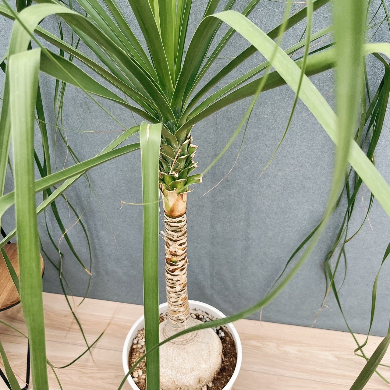 ［現品］60番　トックリラン　8号　ポニーテール　ノリナ　観葉植物　室内　大型 現品］60番 トックリラン 8号 ポニーテール ノリナ 観葉植物 室内 大型