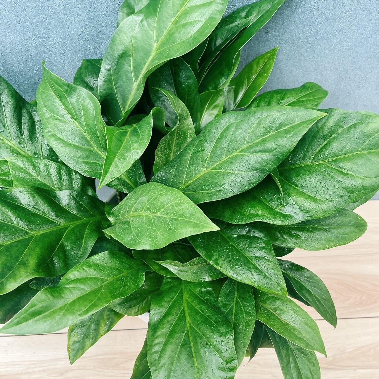 現品］【希少】58番 アンスリウム ジャングルブッシュ 10号 観葉植物