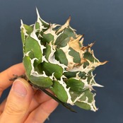 アガベ　チタノタ　ノヴァ【189】