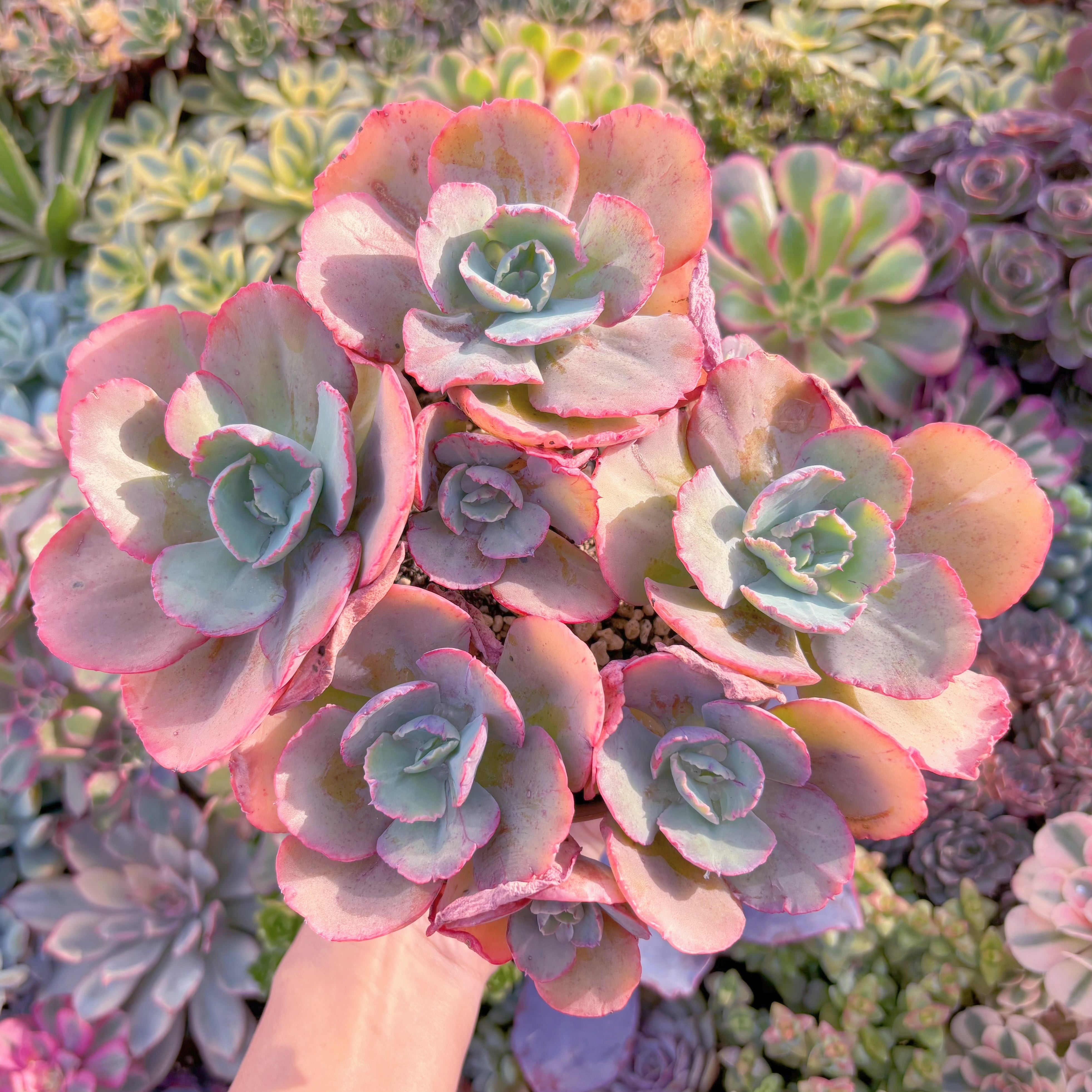 現品　火山女神#F088　特大群生　るる農園