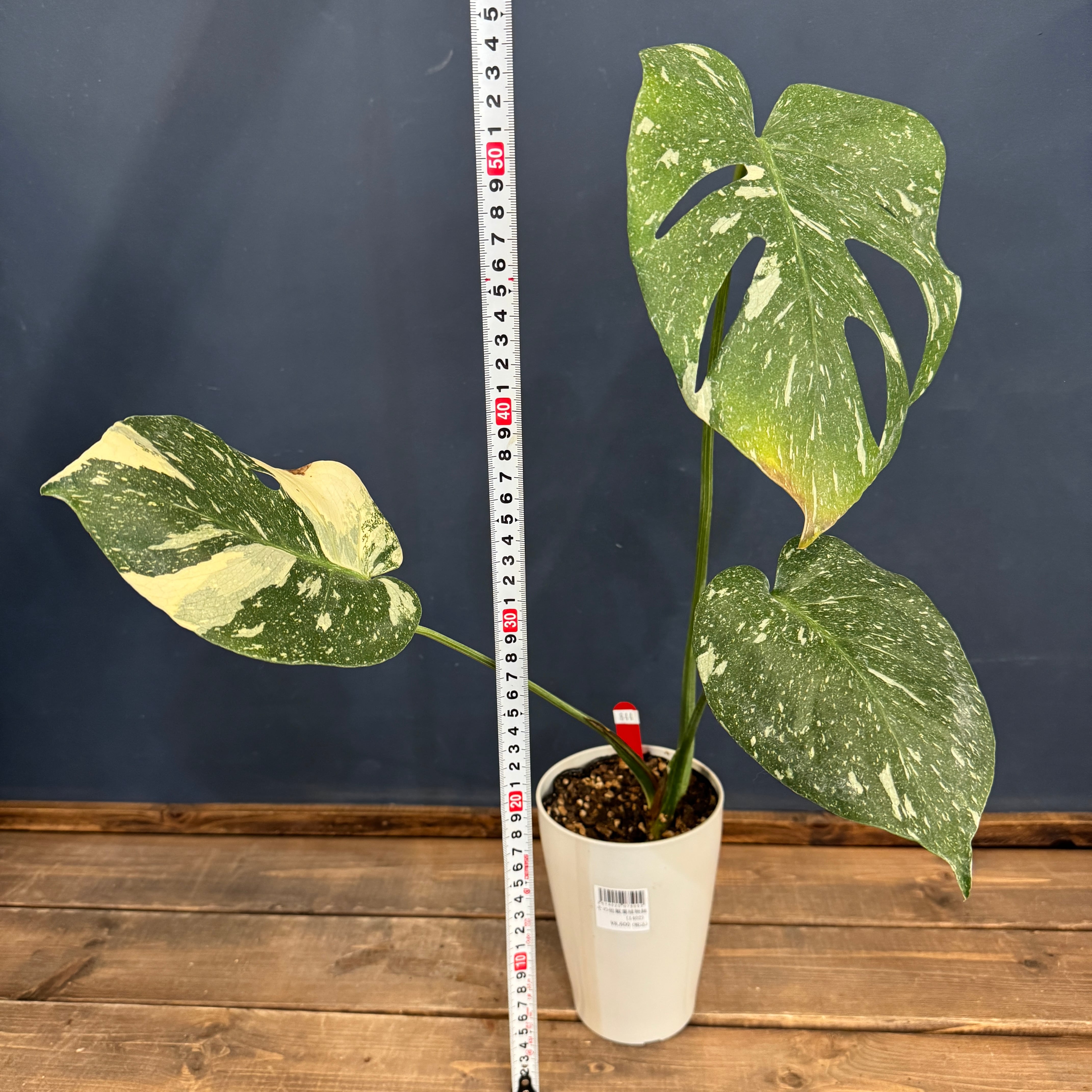 クリアランス】モンステラ タイコンステレーション【844】 | PROTOLEAF