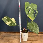 【クリアランス】モンステラ タイコンステレーション【844】