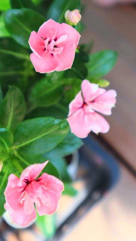 北島園芸さんオリジナル ビンカ（日々草）八重咲きミラシリーズ