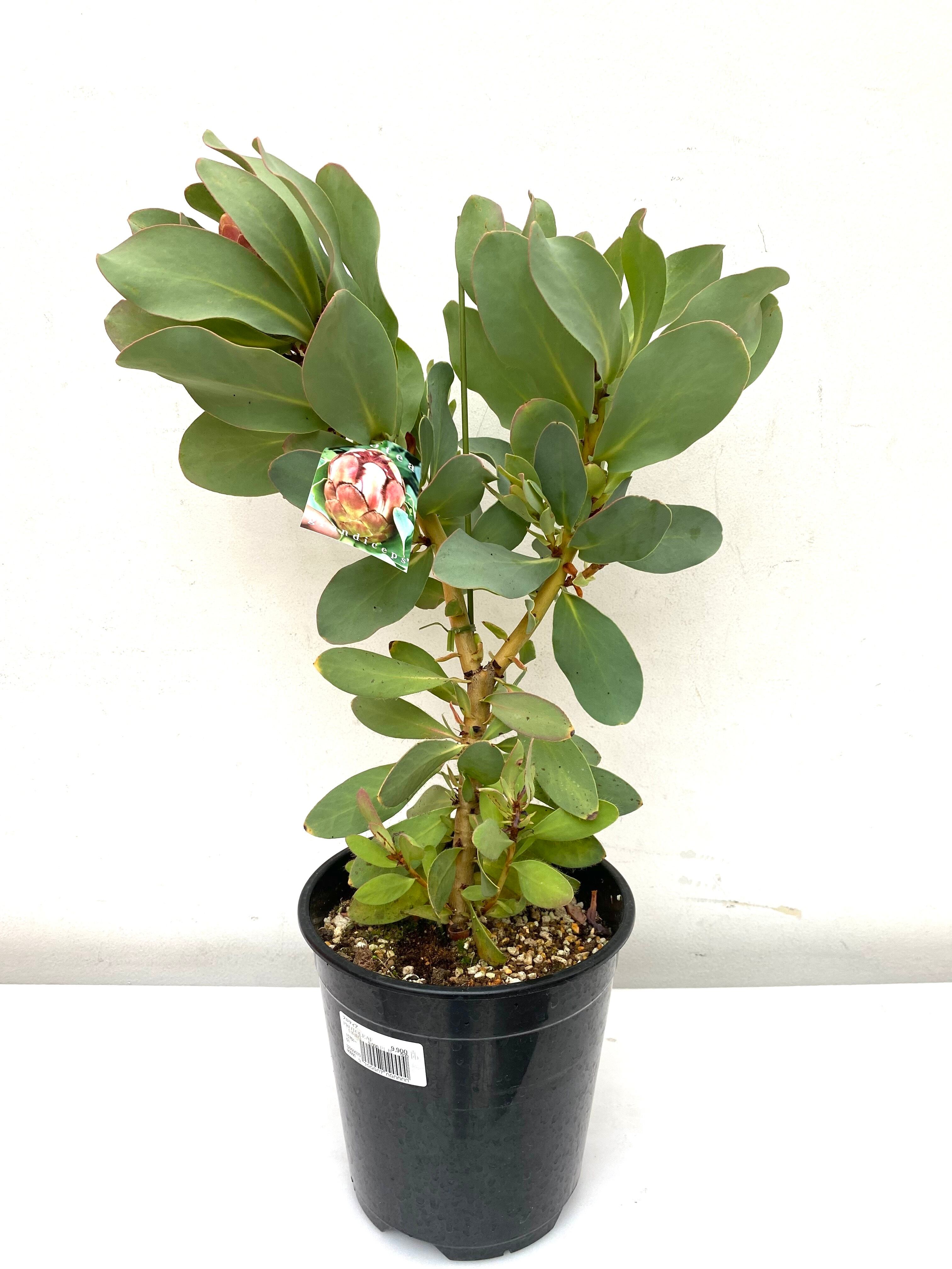 フィリカ プベッセンス オージープランツ プロテア バンクシア