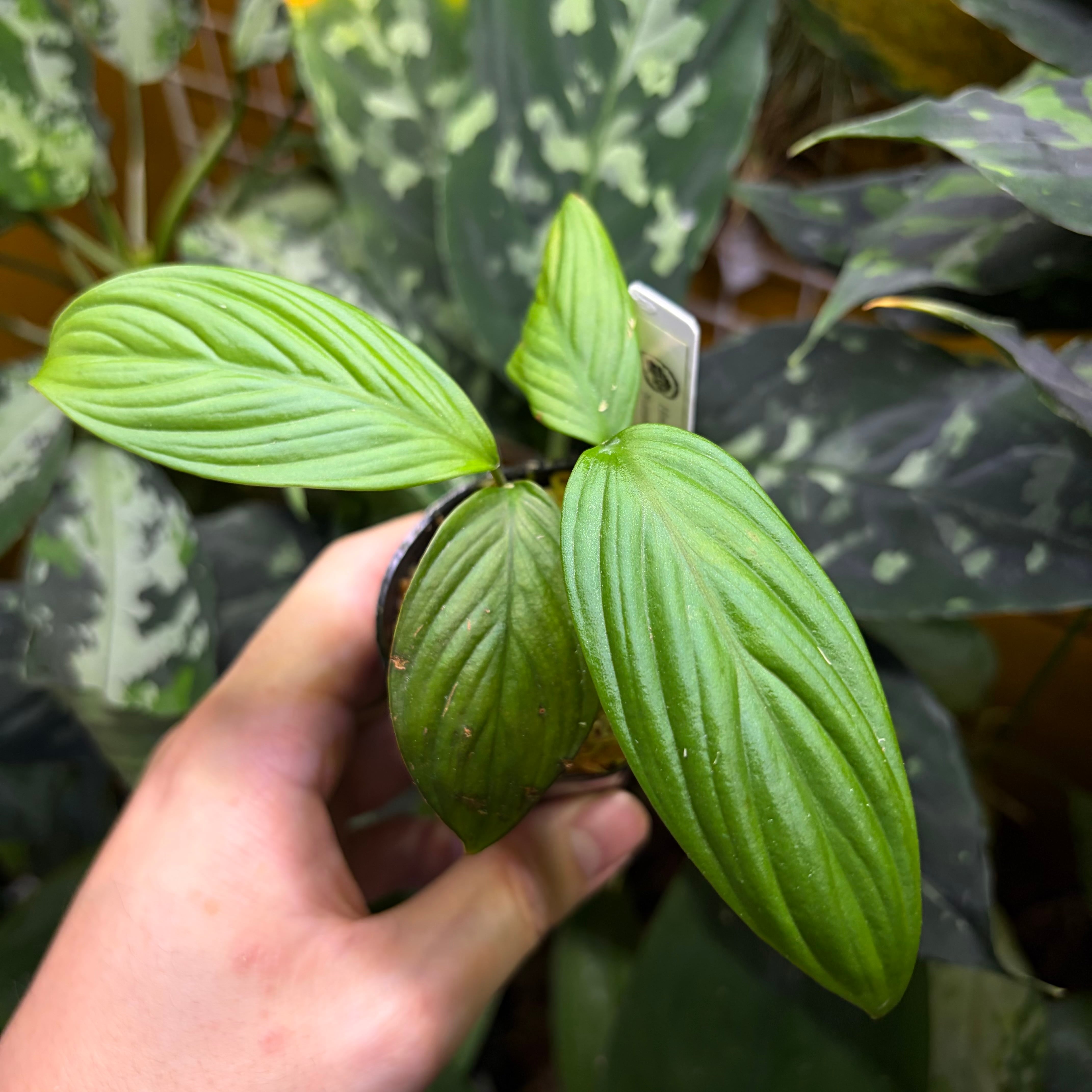 Homalomena sp. 花緑青 Tapanuli Selatan 【ZOE1025-4p】 銀葉細葉個体