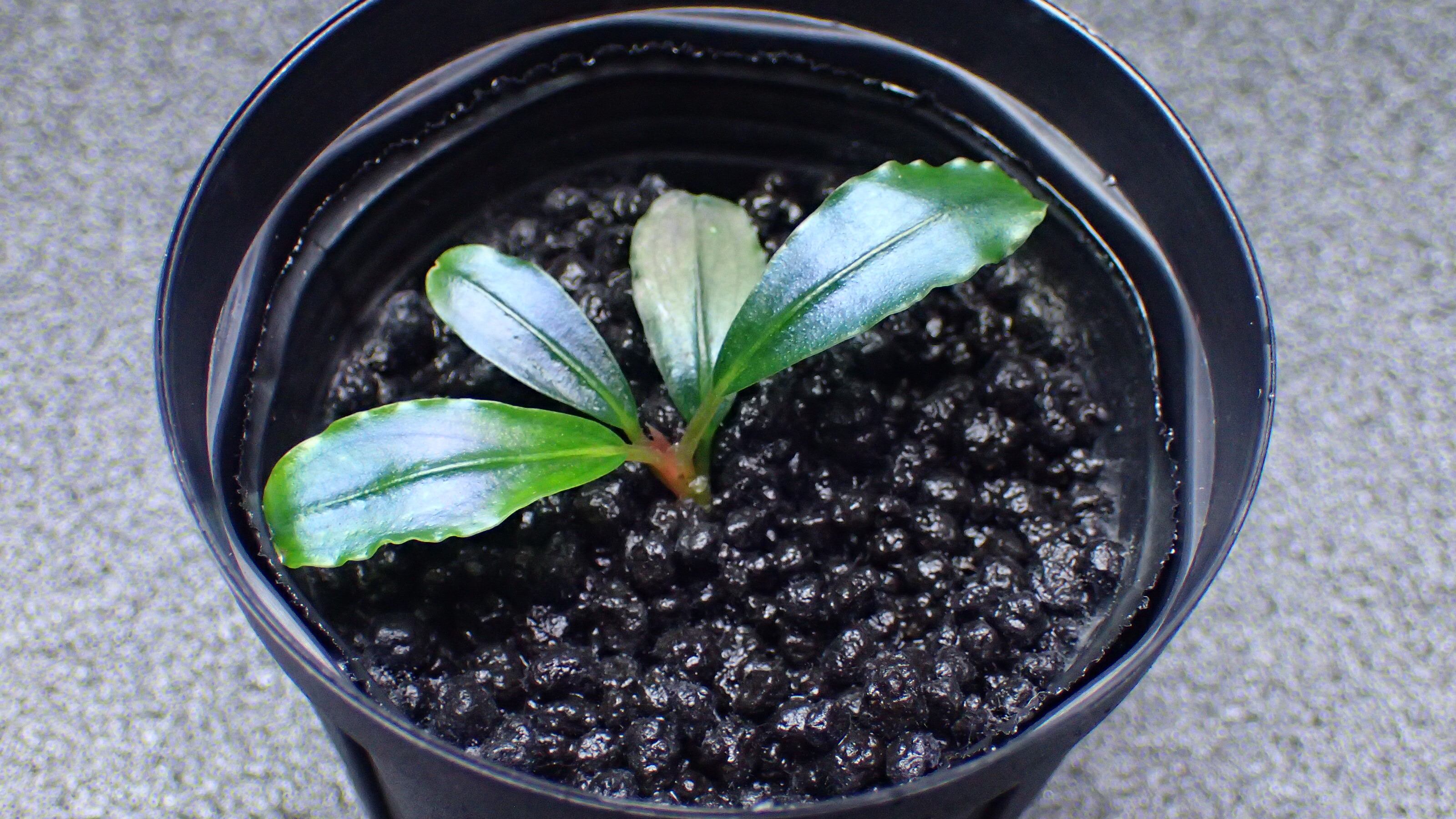 Bucephalandra sp Red Mini Phantom 1株 | 熱帯植物 水草