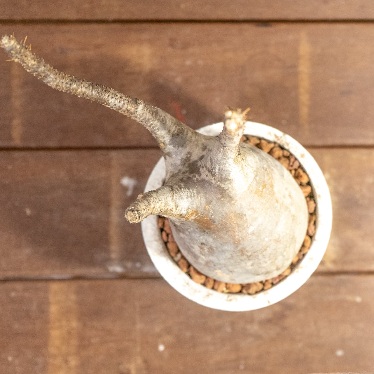 【現物/胴回り32㎝】パキポディウム・グラキリス。根腐れを防ぐ独自配合の用土で、初心者の方でも安心して塊根植物の育成を始められます|虫発生抑制