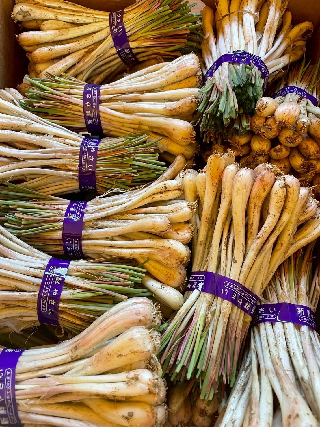 沖縄島野菜「島らっきょう」約200g 種子用 | wakabaseed