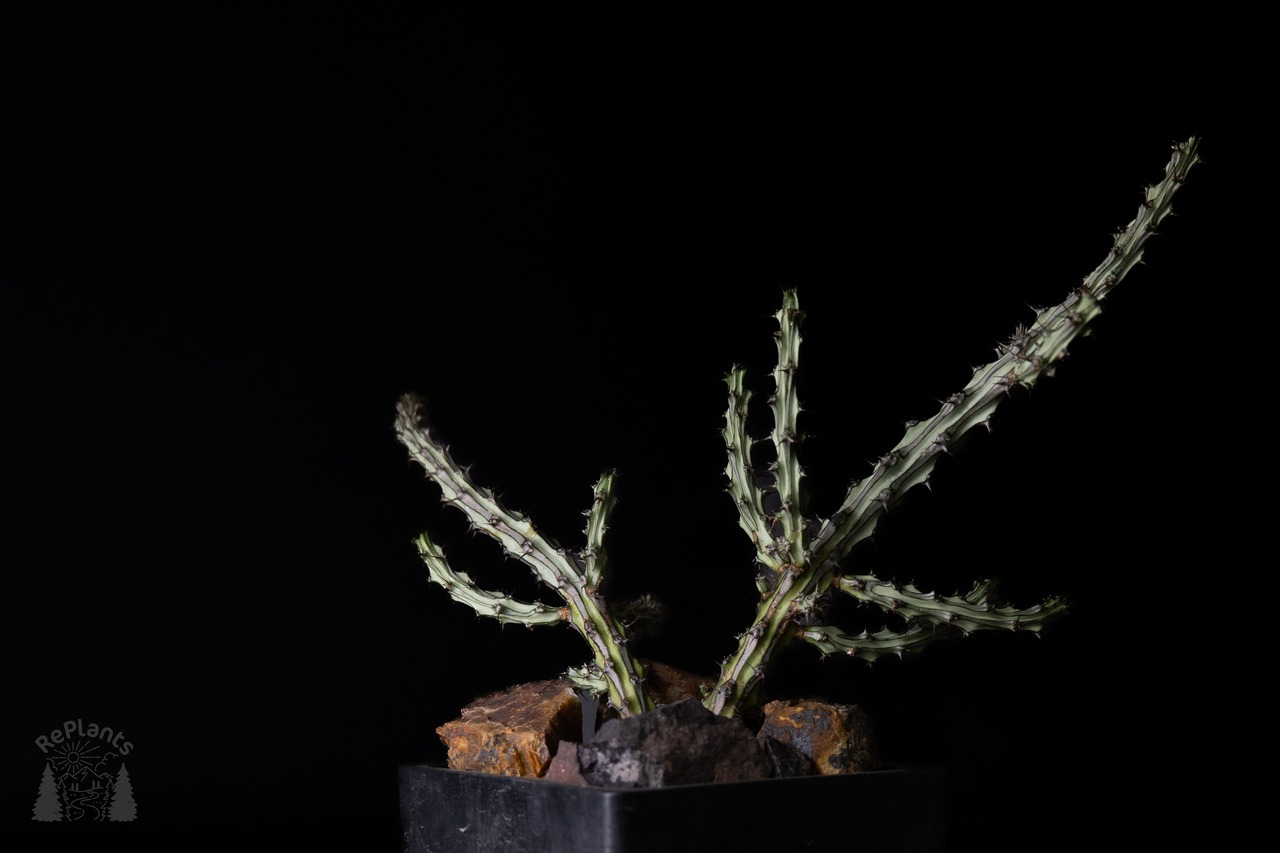 Habitat Style Euphorbia somaliahordio