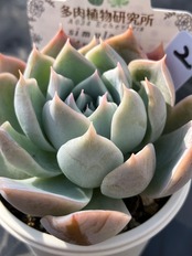 【現物商品】simulans ,Iturbide 実生苗 ②