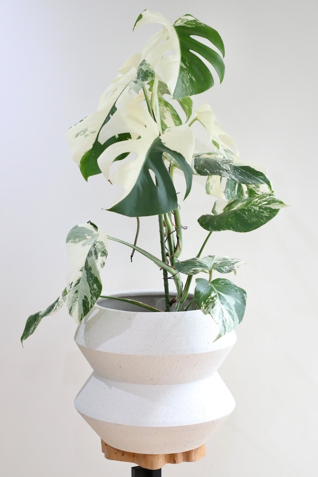 【M】【希少】モンステラ ボルシギアナ バリエガータ/Monstera borsigiana variegata ※陶器鉢カバー付き
