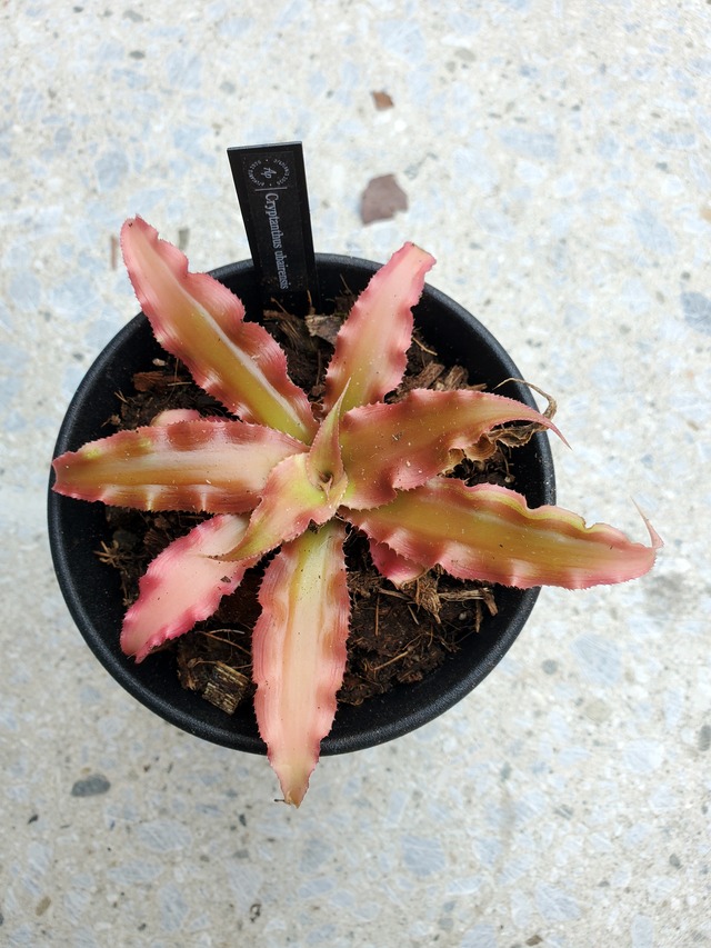 Cryptanthus Ubairensis 【artPLANTs】クリプタンサス/ブロメリア