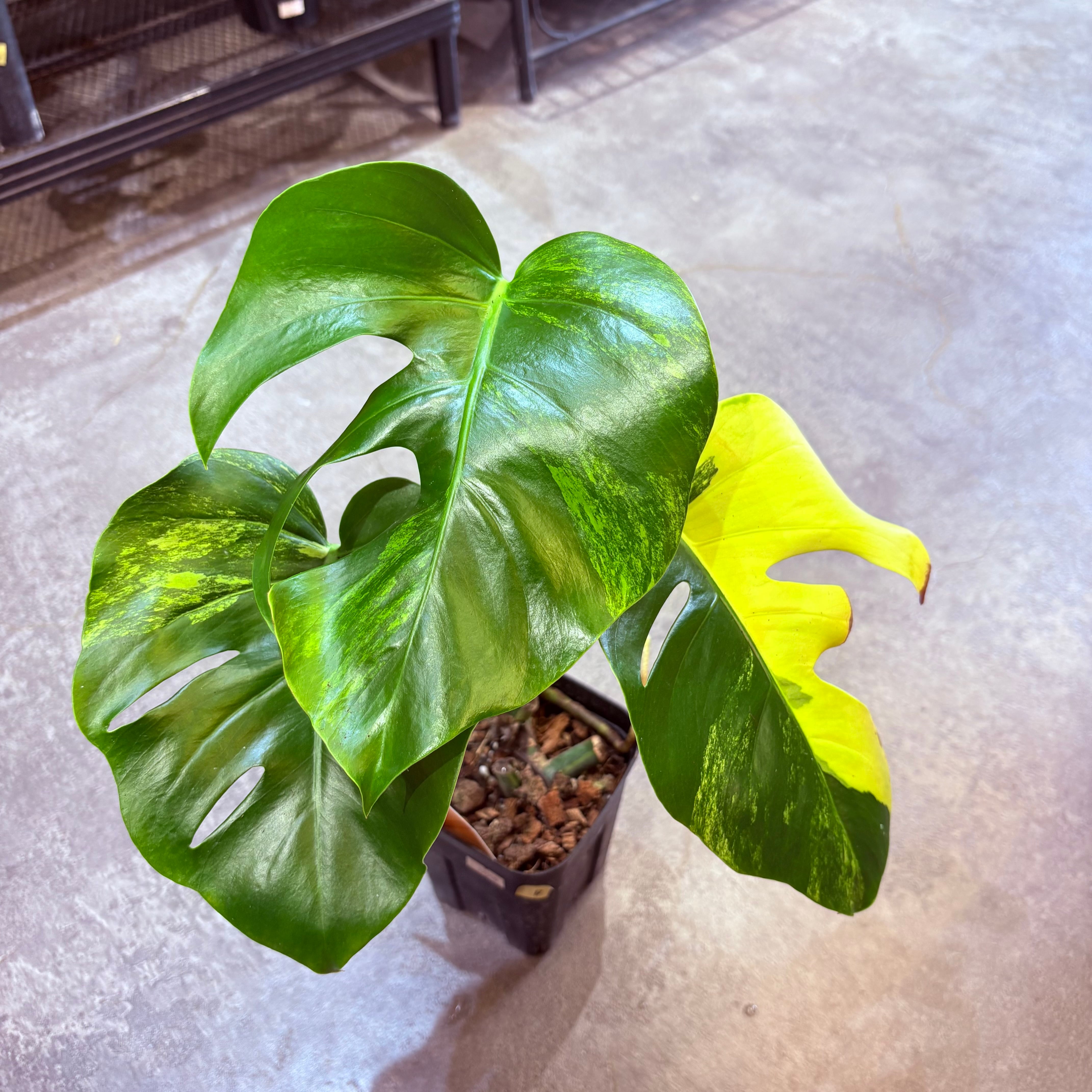 ［現品］【希少】4番　モンステラ　ボルシギアナ　オーレア　5号　観葉植物　レア モンステラ ボルシギアナ オーレア 4号【B】 | Green Vibes 宇都宮市の
