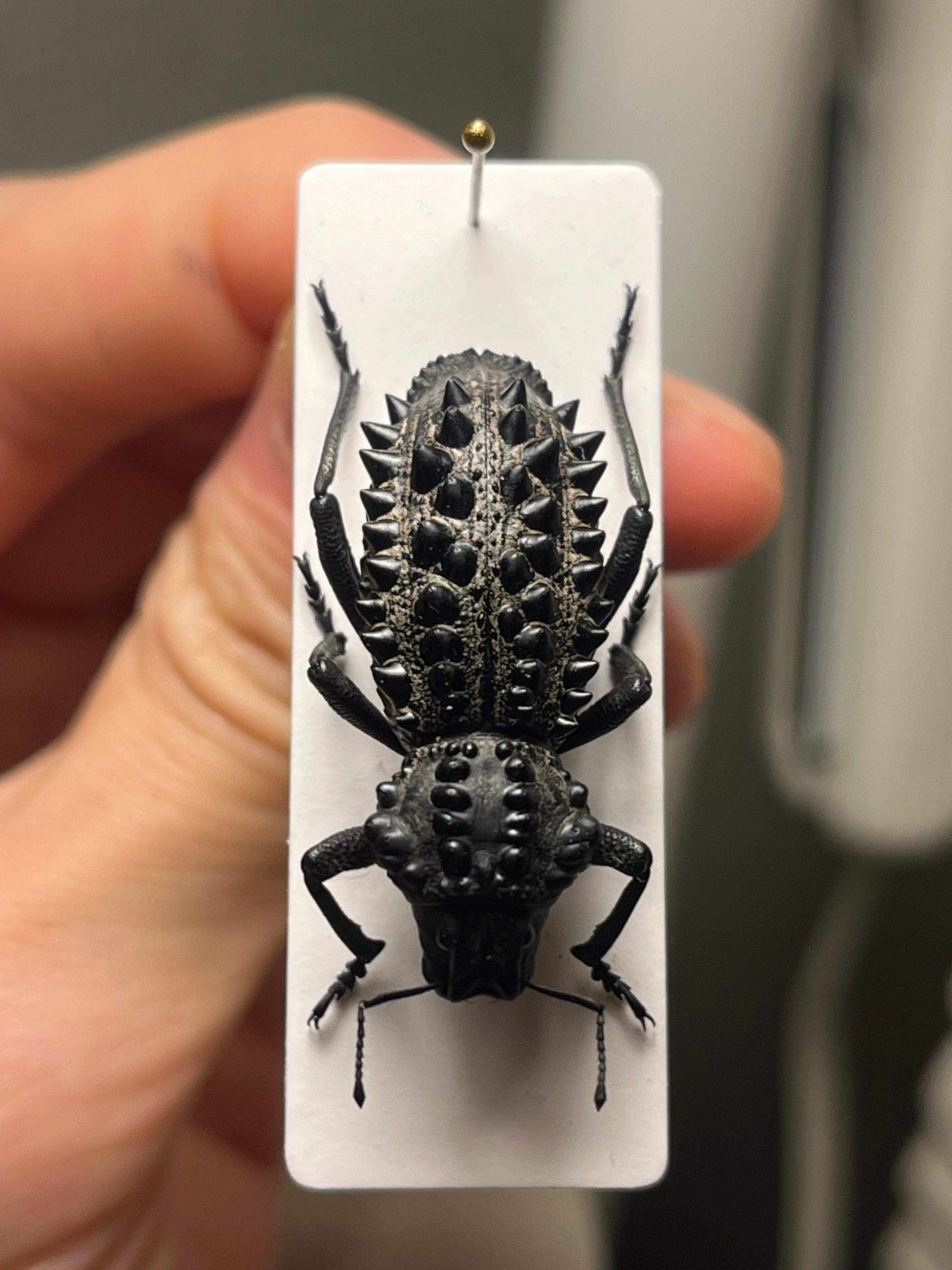 属内最高峰】トゲトゲヘンテコゾウムシ Gagatophorus 標本甲虫フン