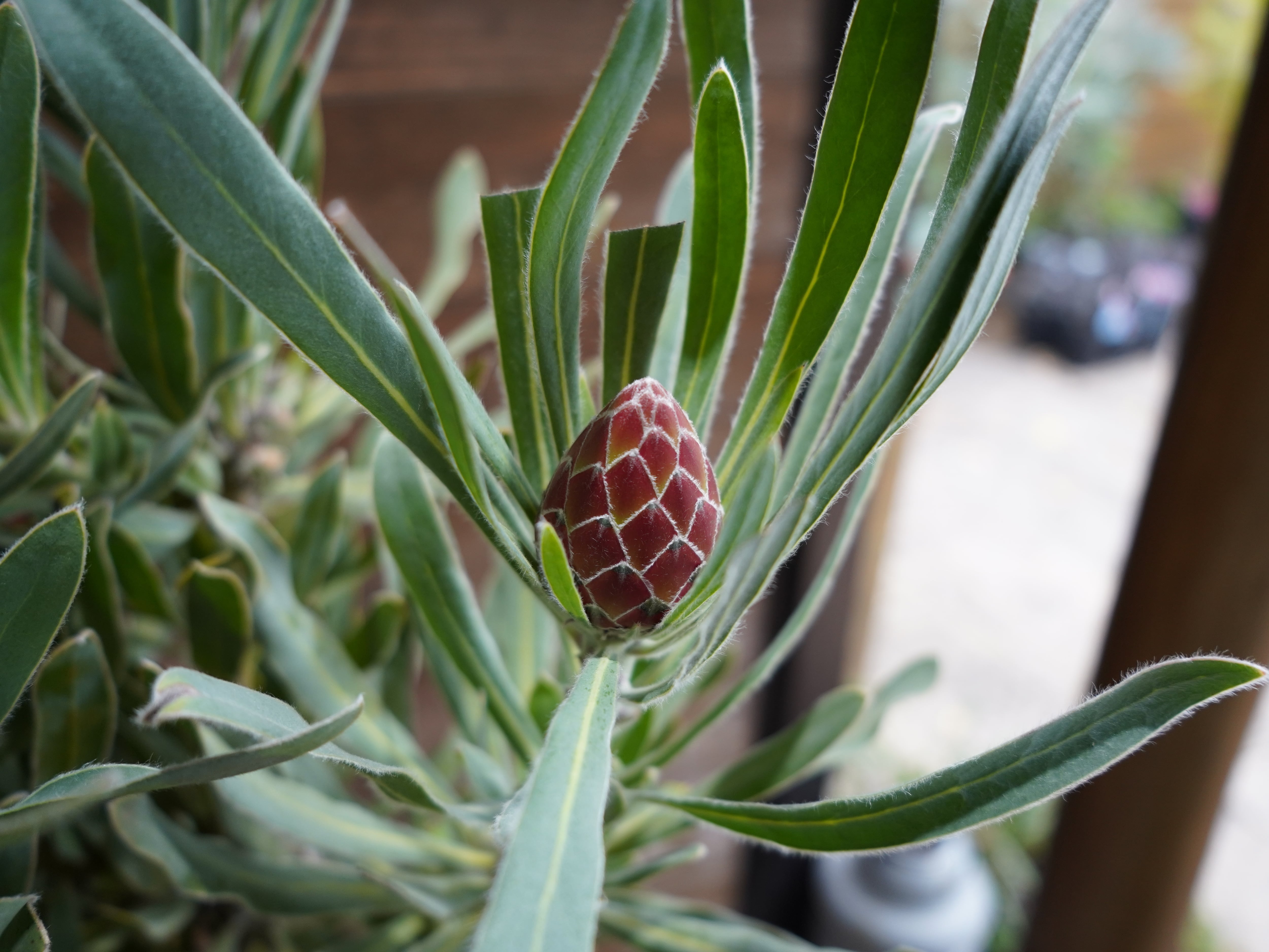 【現物】プロテア　”ポッサムマジック”