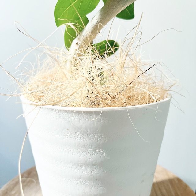 【一点もの】フィカス・ベンガレンシス 美しい曲がり樹形 calm cafe