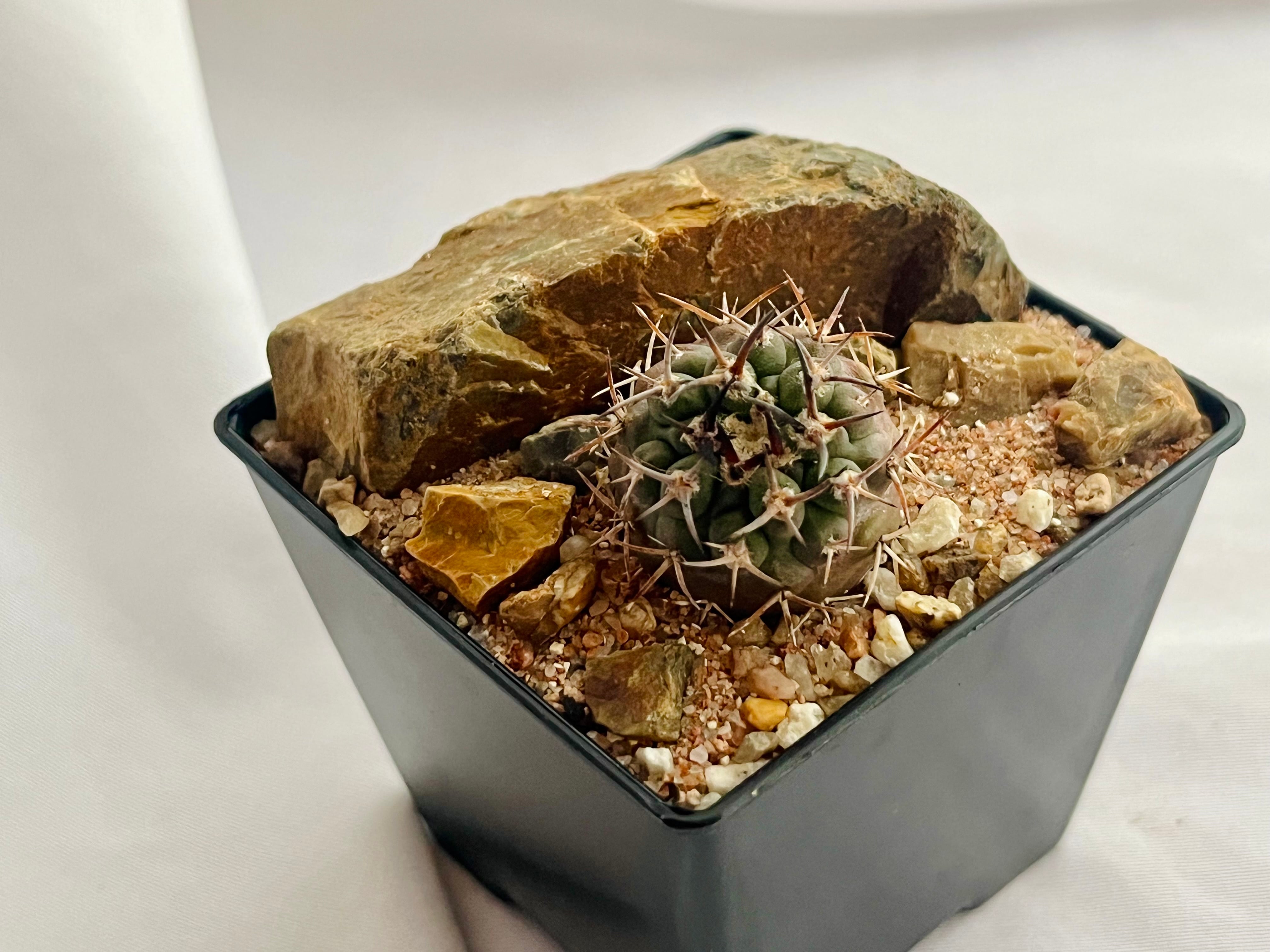 Eriosyce bulbocalyx エリオシケ ブルボカリックス サボテン | plants