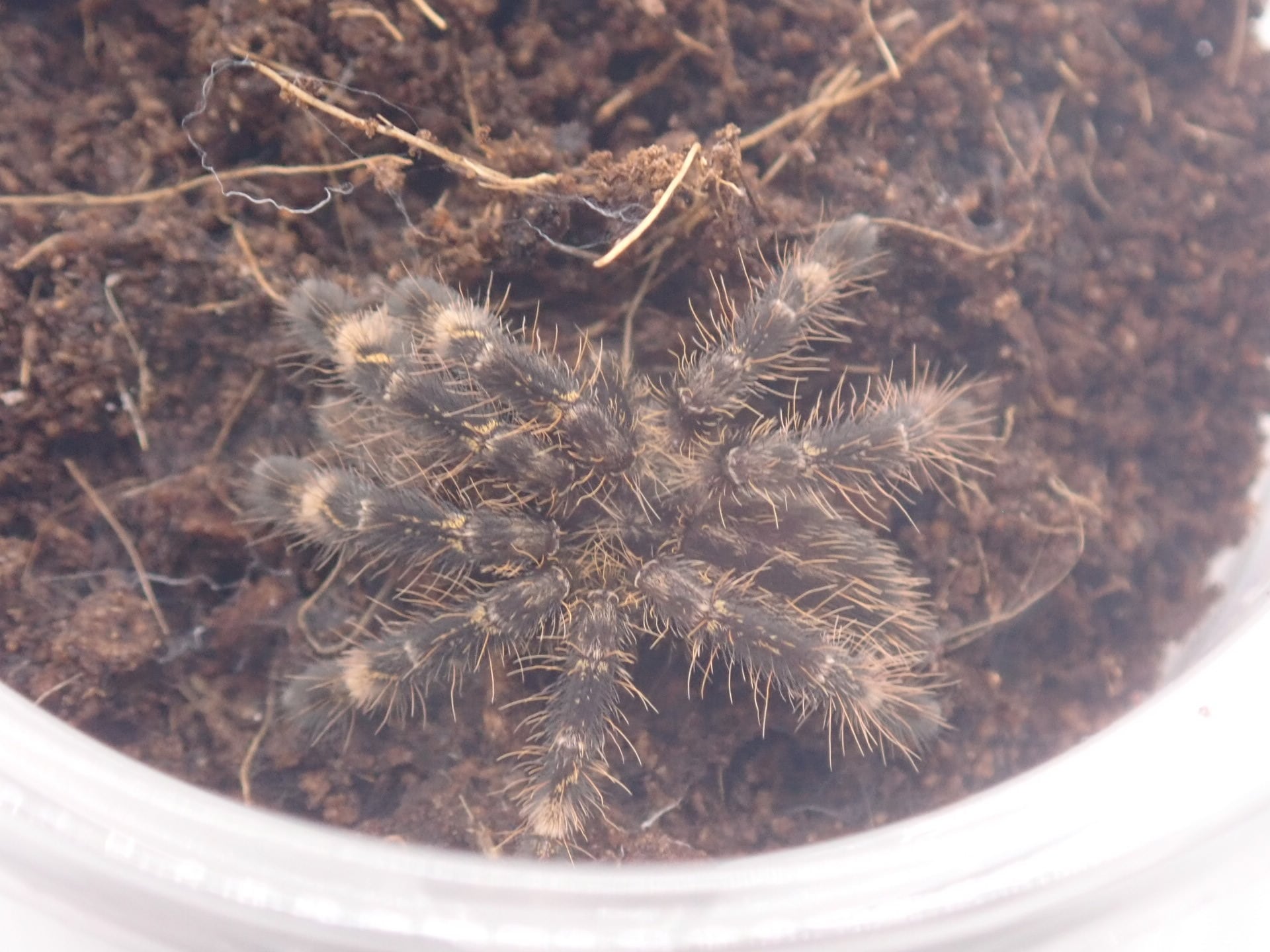 フリンジドオーナメンタル/Poecilotheria ornata 1匹 幼体